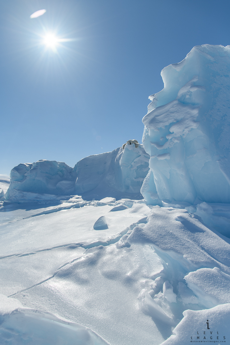 Polar bear (Ursus maritimus) rests atop iceberg frozen in the sea - wide-angle - vertical. Baffin Island, Nunavut, Canada