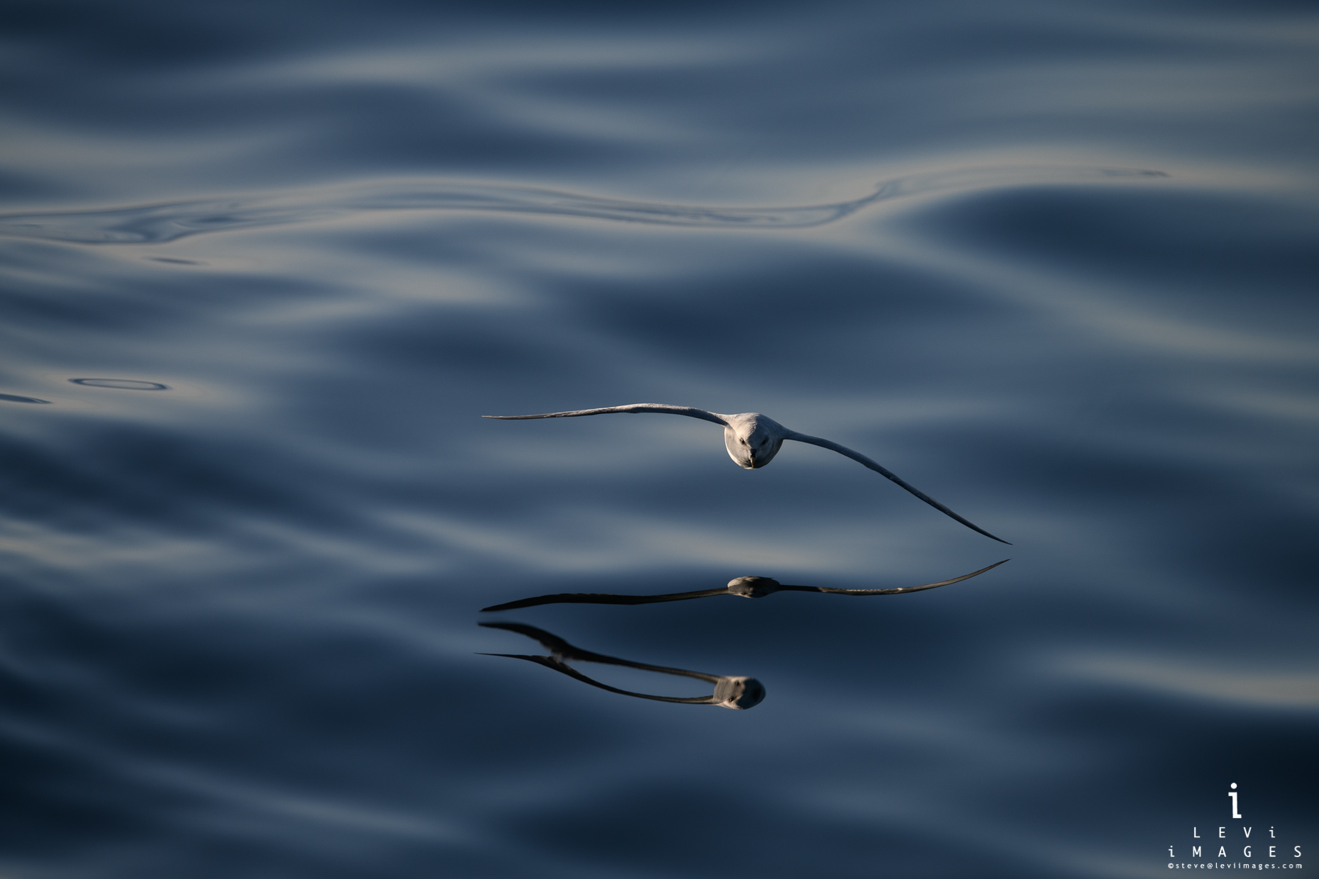Northern fulmar (Fulmarus glacialis) in flight reflected in calm seas. Svalbard, Norway