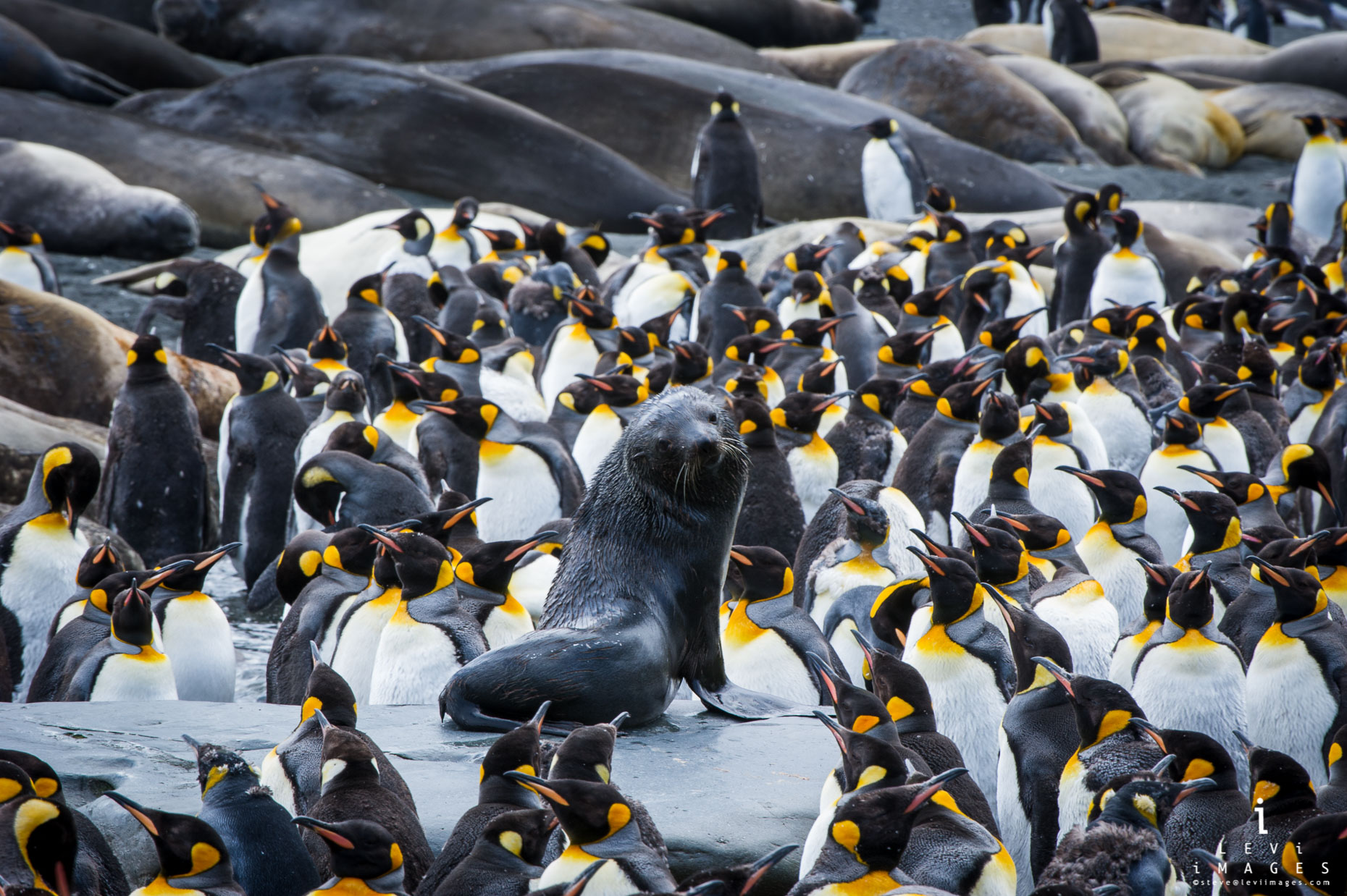 Antarctic Fur Seal (Arctocephalus Gazella) Sits On Rock Surrounded By ...