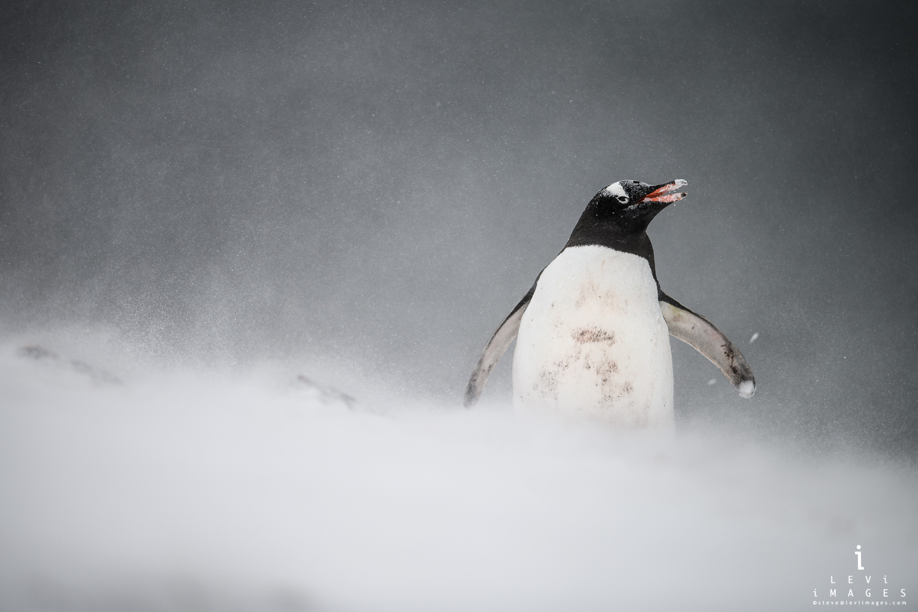 Gentoo penguin  (Pygoscelis papua) in blowing snowstorm. Mikkelsen Bay, Antarctica