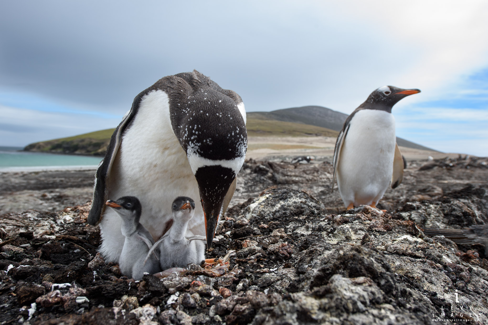Gentoo penguin (Pygoscelis papua) and newly hatched chicks. Saunders Island, Falkland Islands