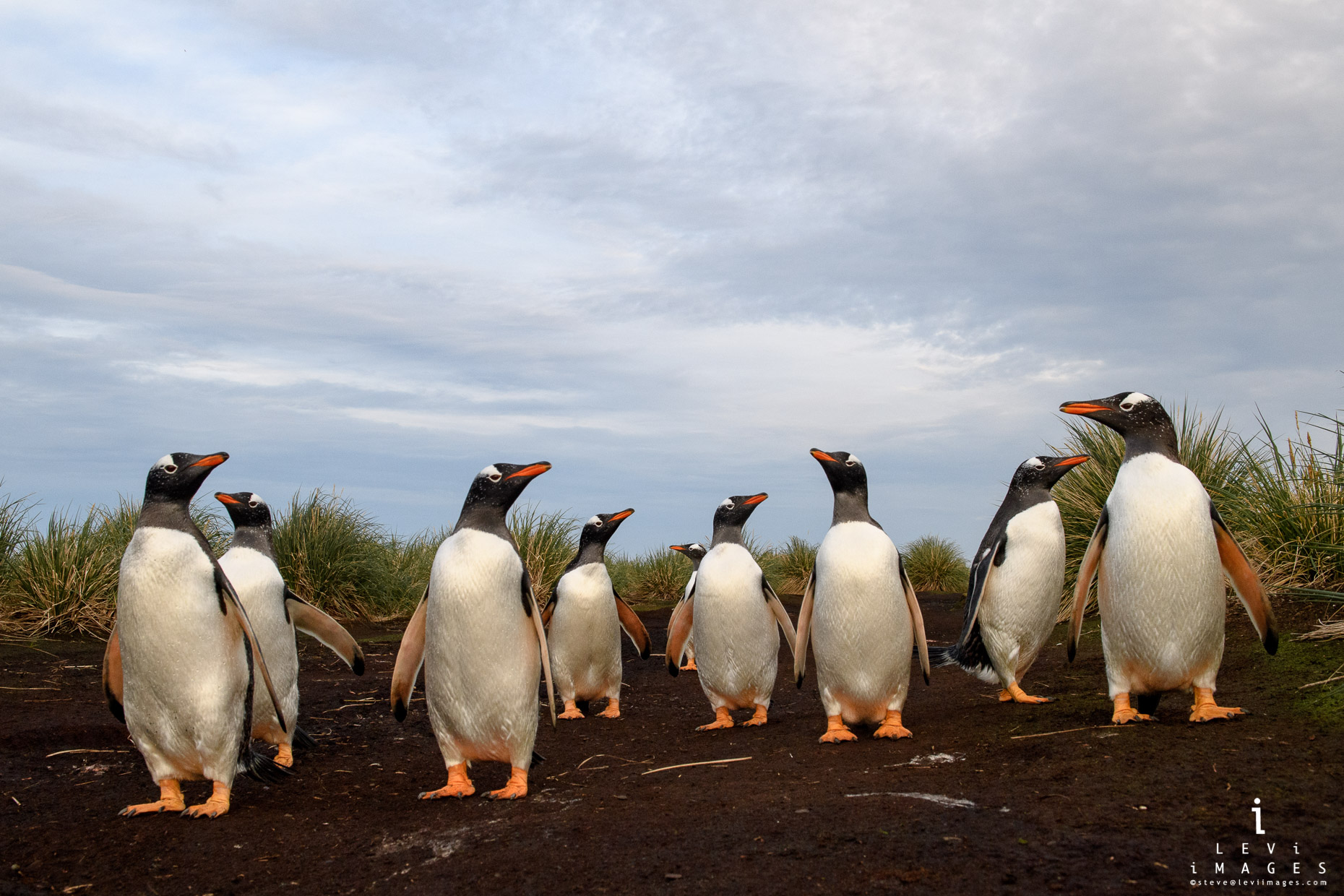 Gentoo penguins (Pygoscelis papua) stopped along penguin highway. Sea Lion Island, Falkland Islands
