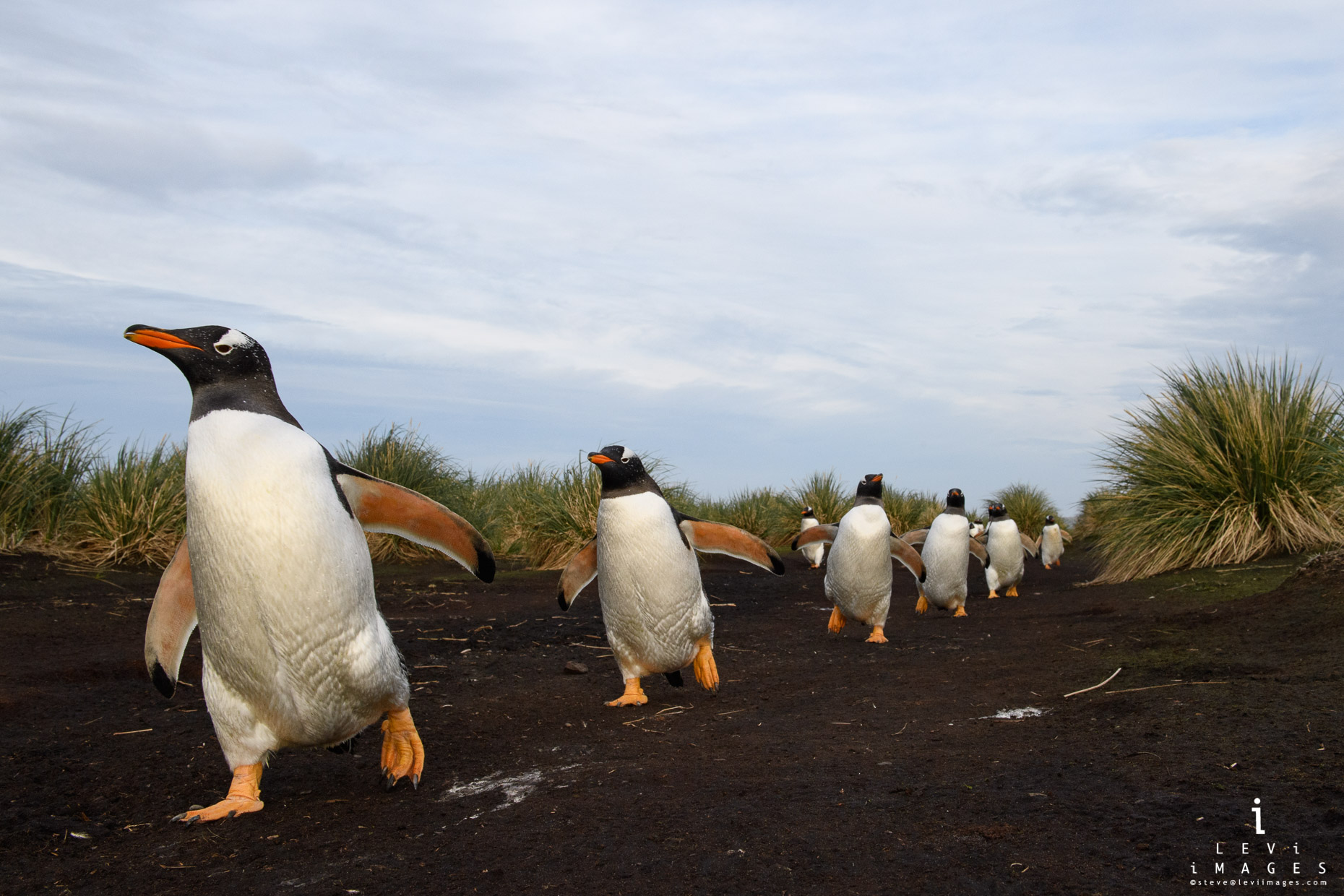 Gentoo penguins (Pygoscelis papua) marching along penguin highway. Sea Lion Island, Falkland Islands