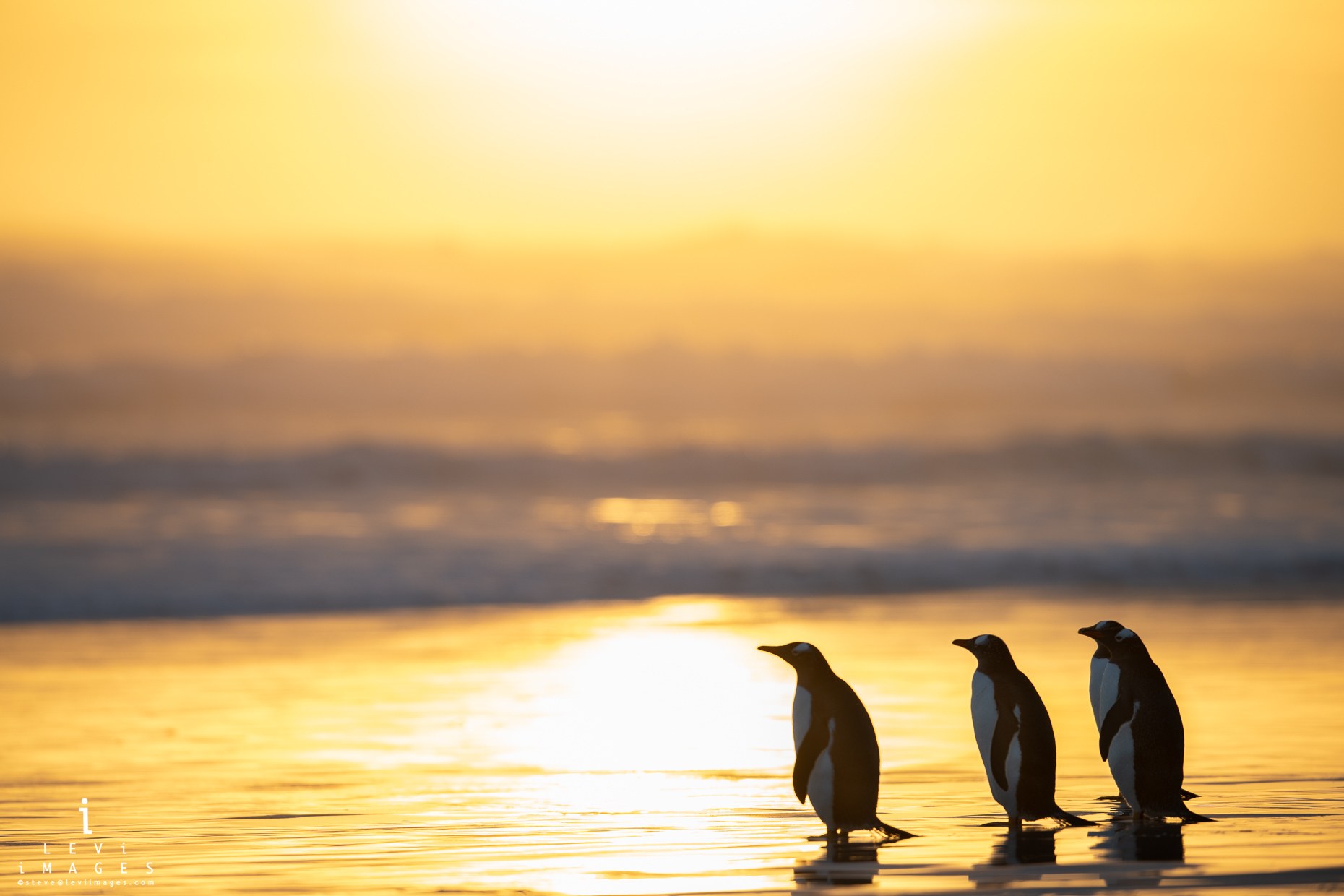 Gentoo penguins (Pygoscelis papua) at beach bathed in sunset light. Volunteer Point, Falkland Islands