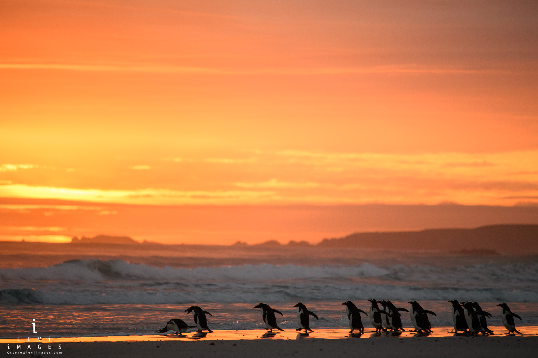 Gentoo penguins (Pygoscelis papua) entering the sea at sunrise. Volunteer Point, Falkland Islands