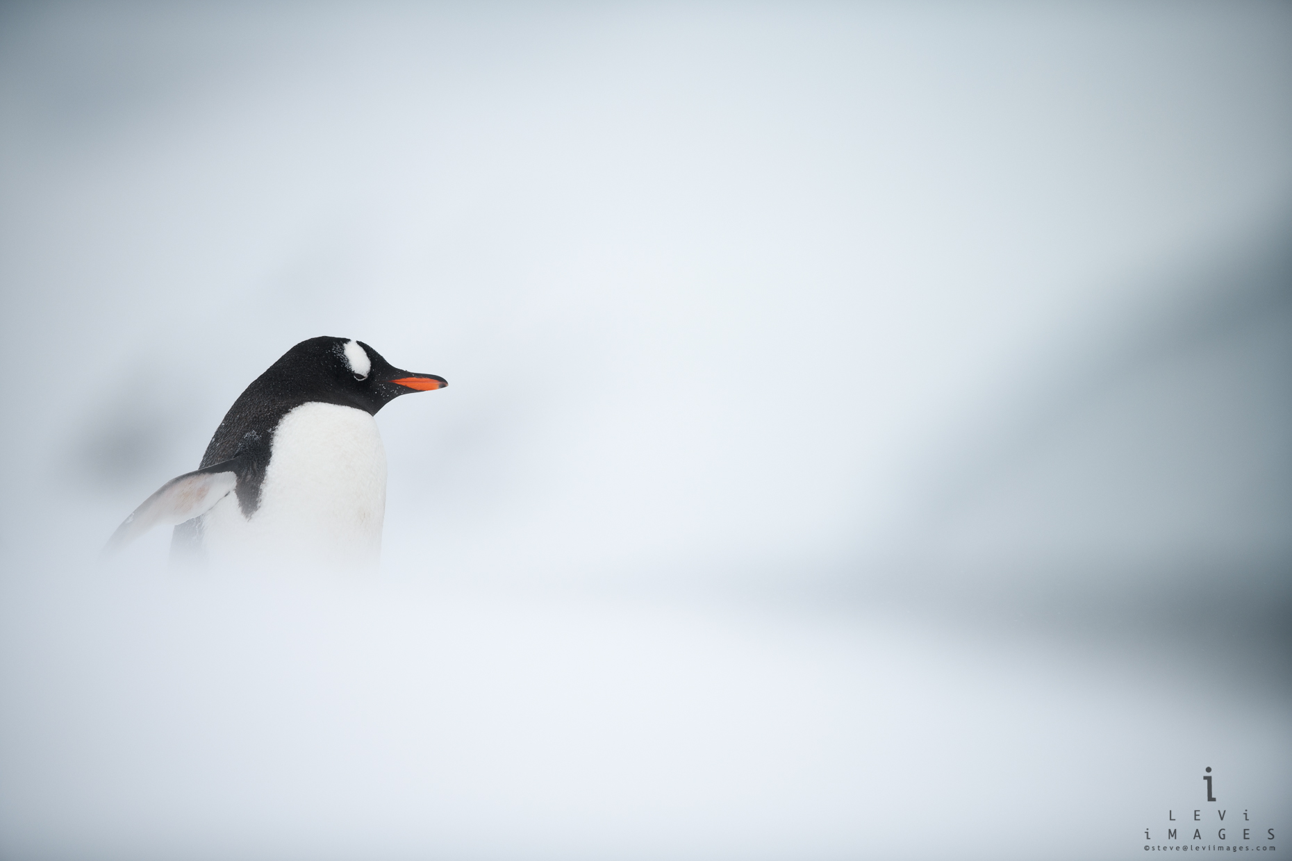 Gentoo penguin  (Pygoscelis papua) in white-out.  Mikkelsen Bay, Antarctica