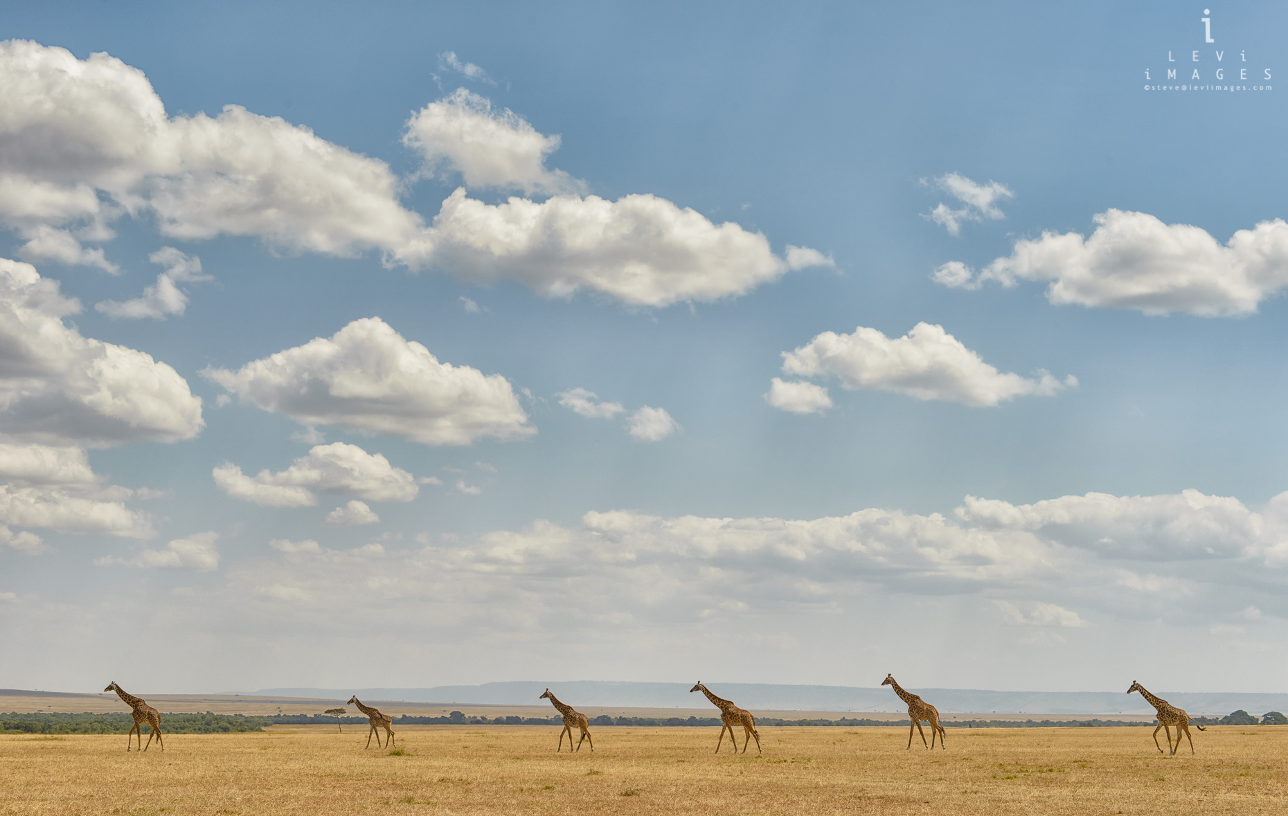 Giraffes (Giraffa), equally-spaced, traverse African savannah