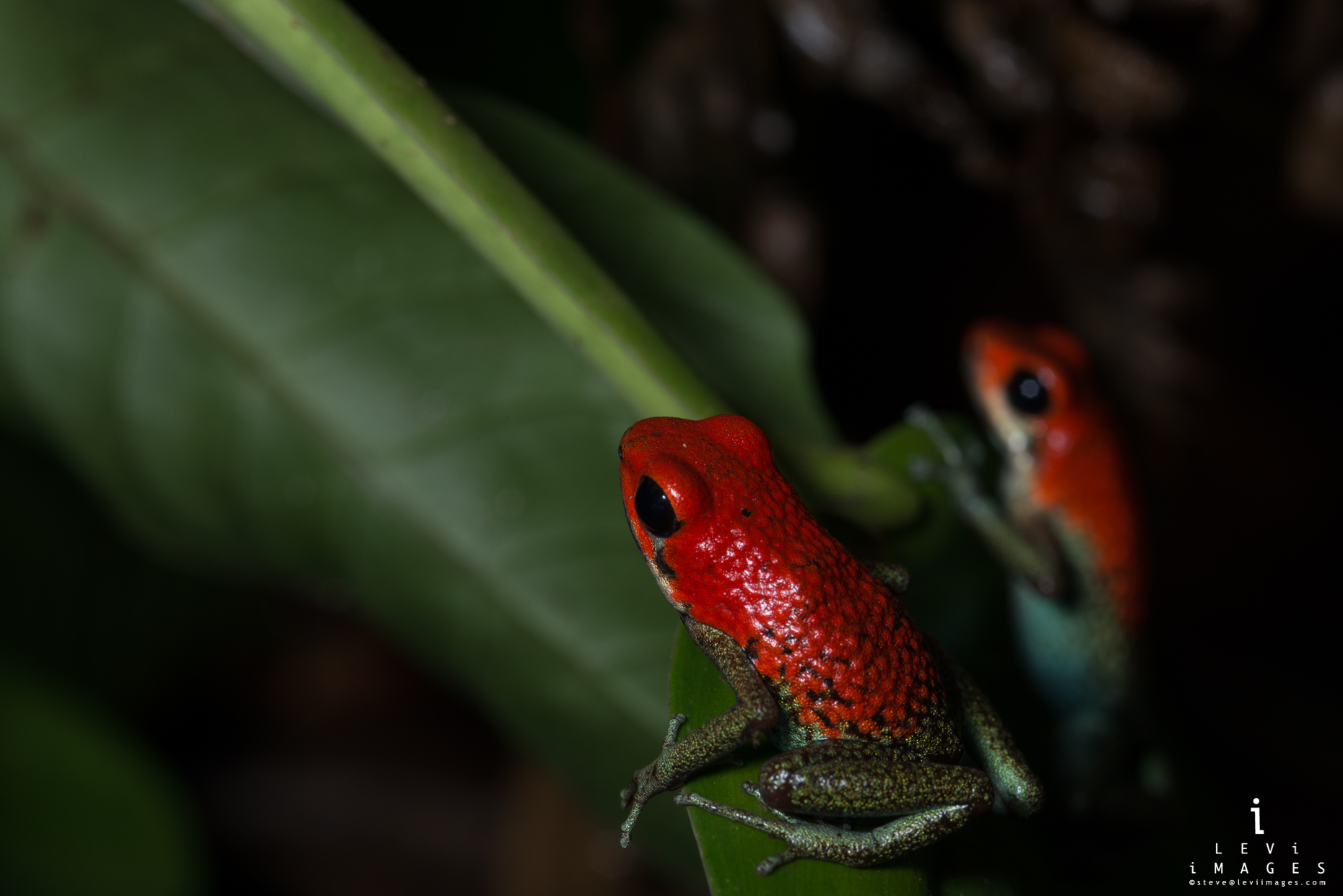 Two granular poison frogs (Oophaga granulifera) on leaf. Osa Penisula, Costa Rica