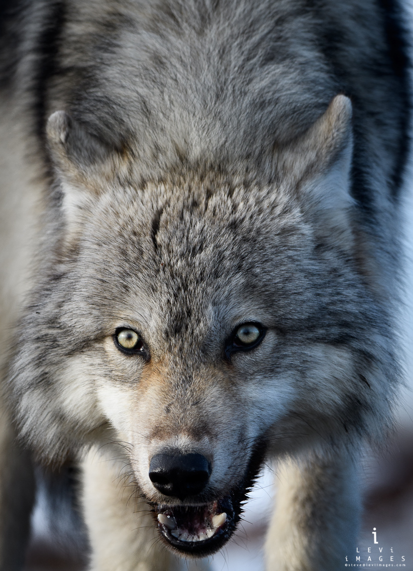 Gray Wolf (Canis lupus) low-angle close-up - vertical. Manitoba, Canada