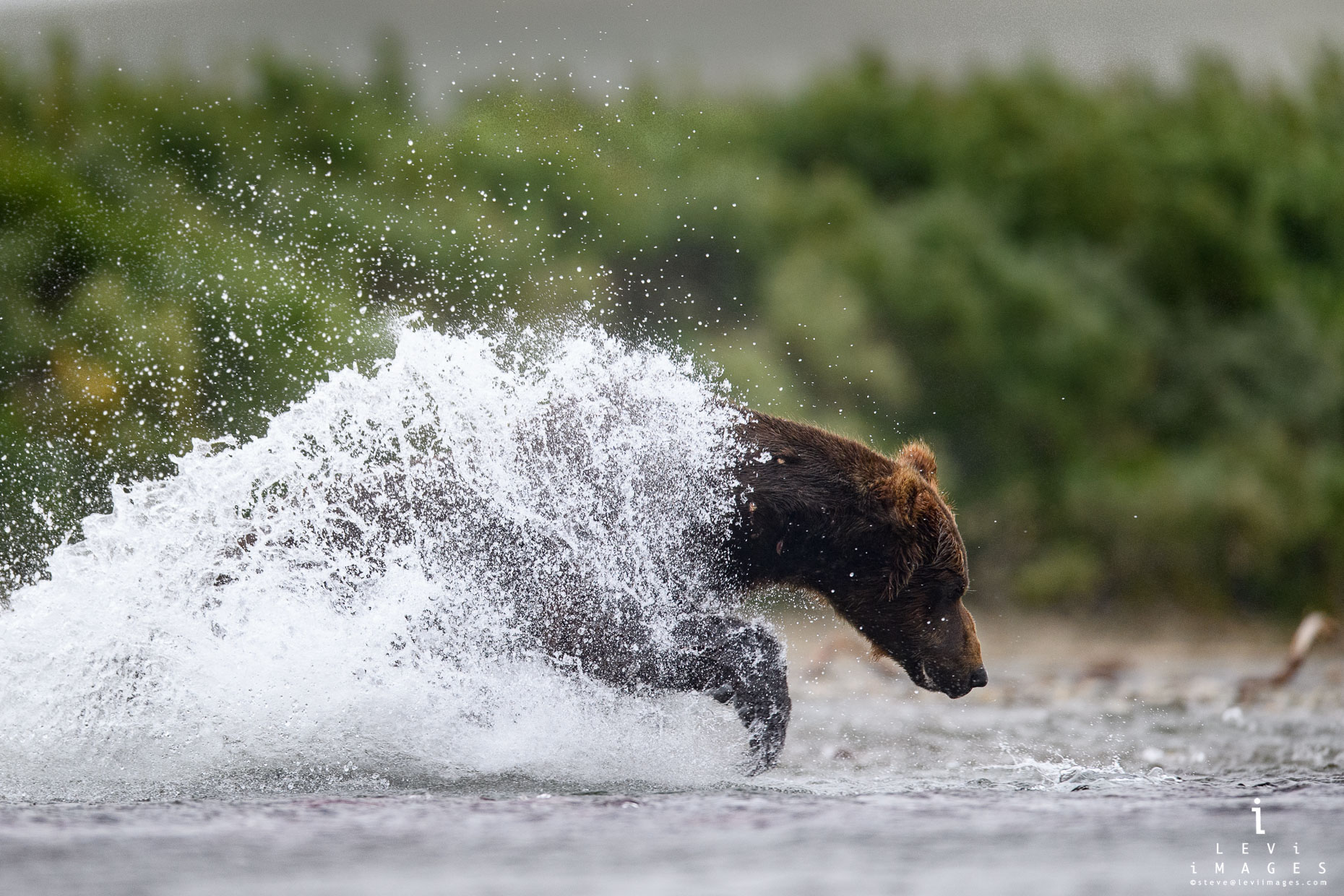 A coat of water envelopes a brown bear (Ursus arctos) as it surges for a fish. Katmai, Alaska