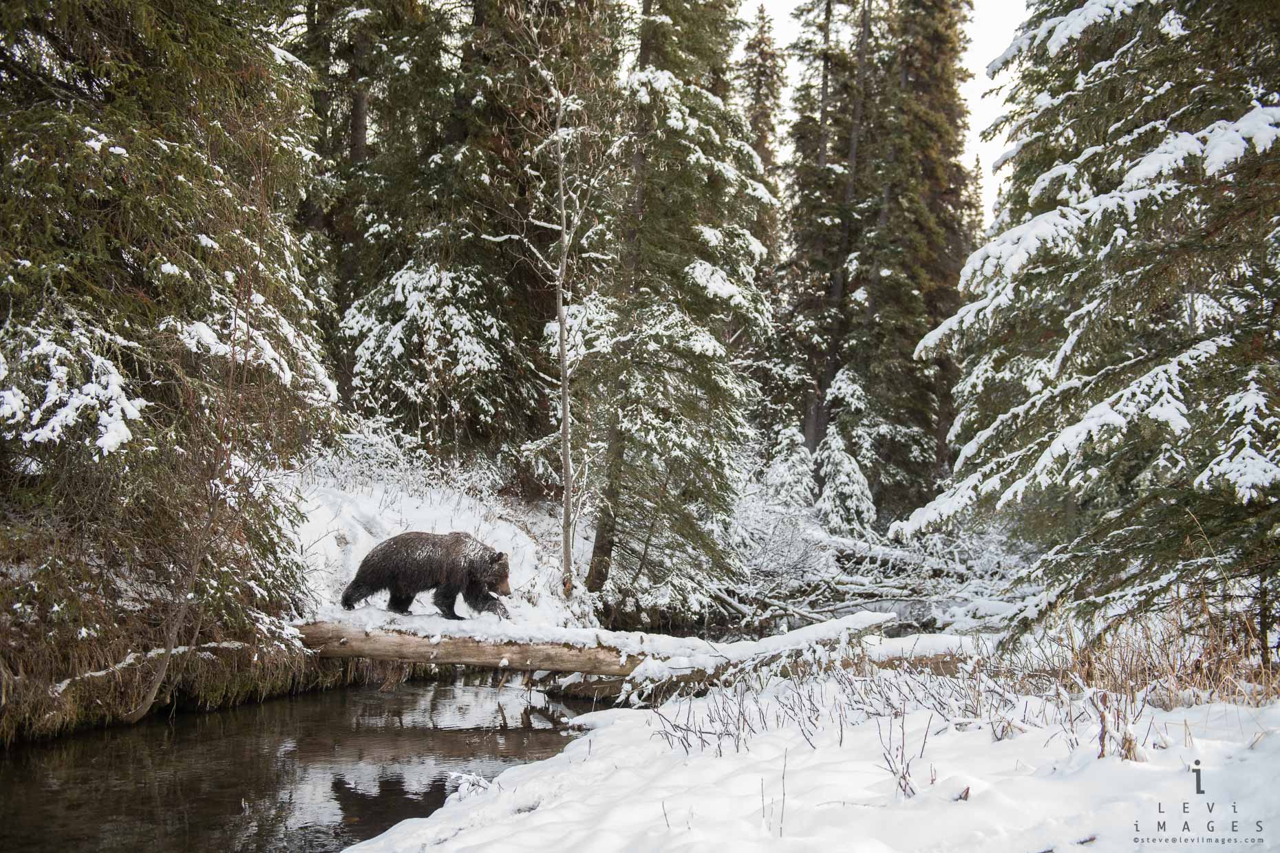 Brown Bear crosses log in Winter Wonderland