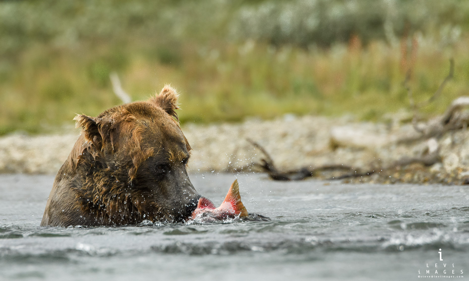 Brown bear (Ursus arctos) in river with fish. Katmai, Alaska