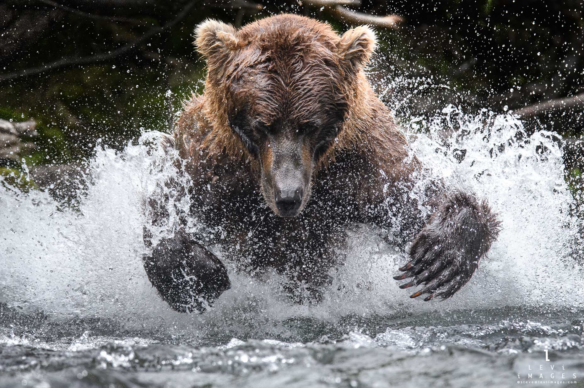 Brown bear (Ursus arctos) lunges for fish in river. Katmai, Alaska