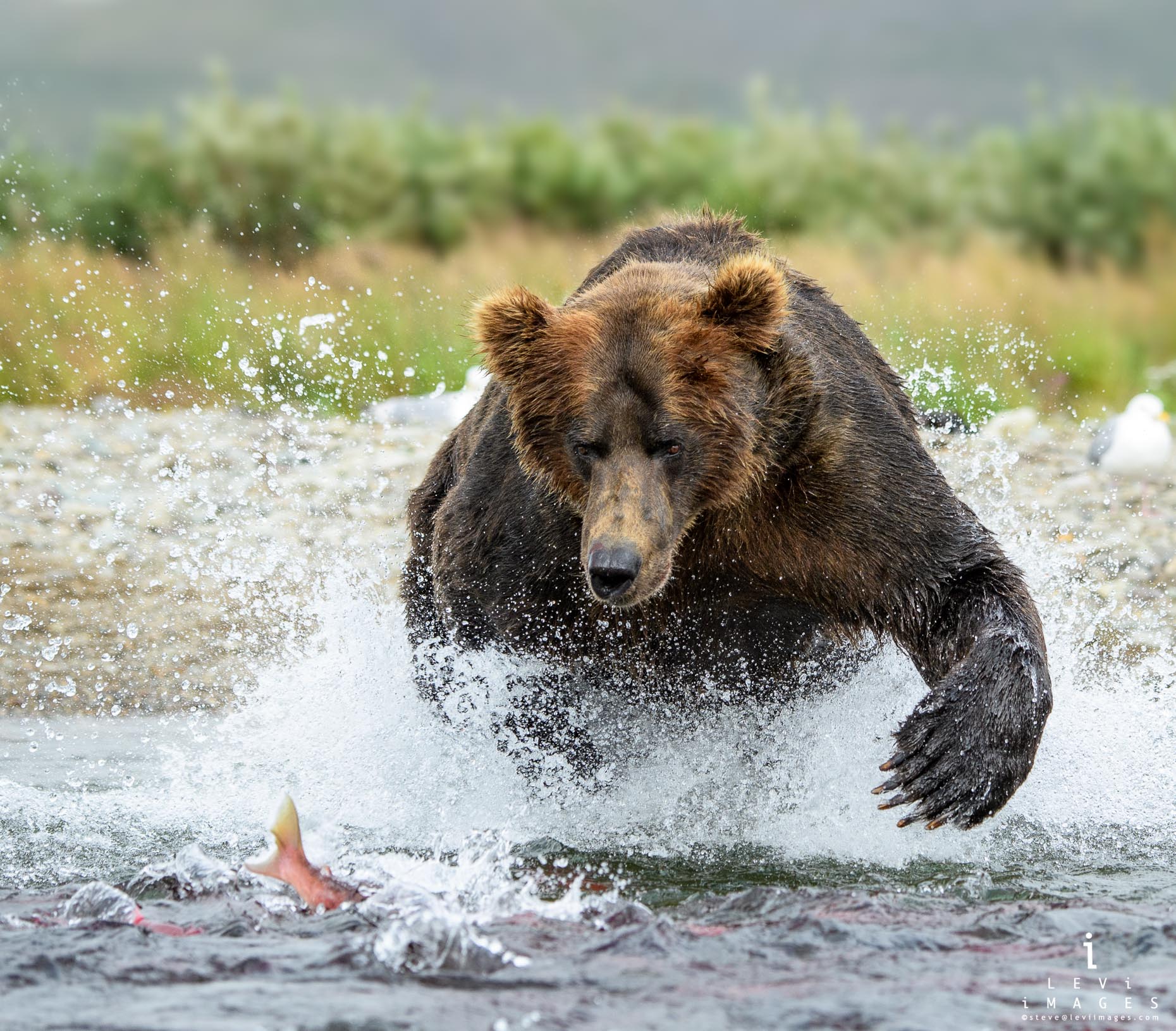 Brown bear (Ursus arctos) lunges at fish. Katmai Alaska