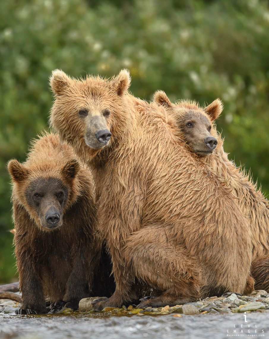Mother grizzly bear (Ursus arctos) with two cubs watch as boar passes by. Katmai, Alaska