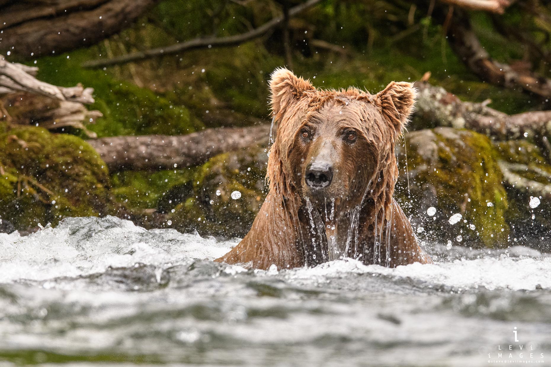 Brown bear (Ursus arctos) in river dripping water. Katmai, Alaska