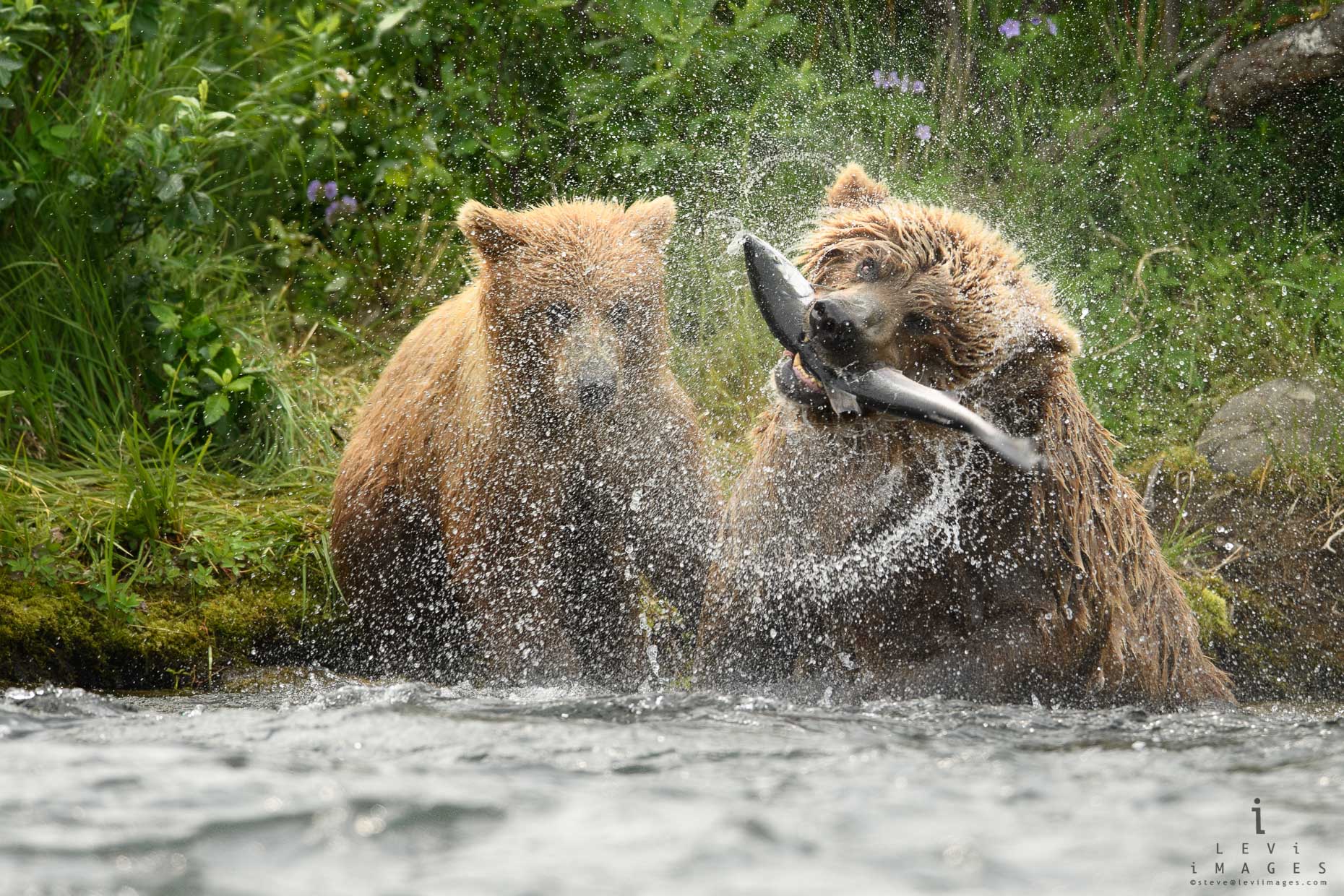 Mother brown bear (Ursus arctos) with fish shaking while cub looks on. Katmai Alaska