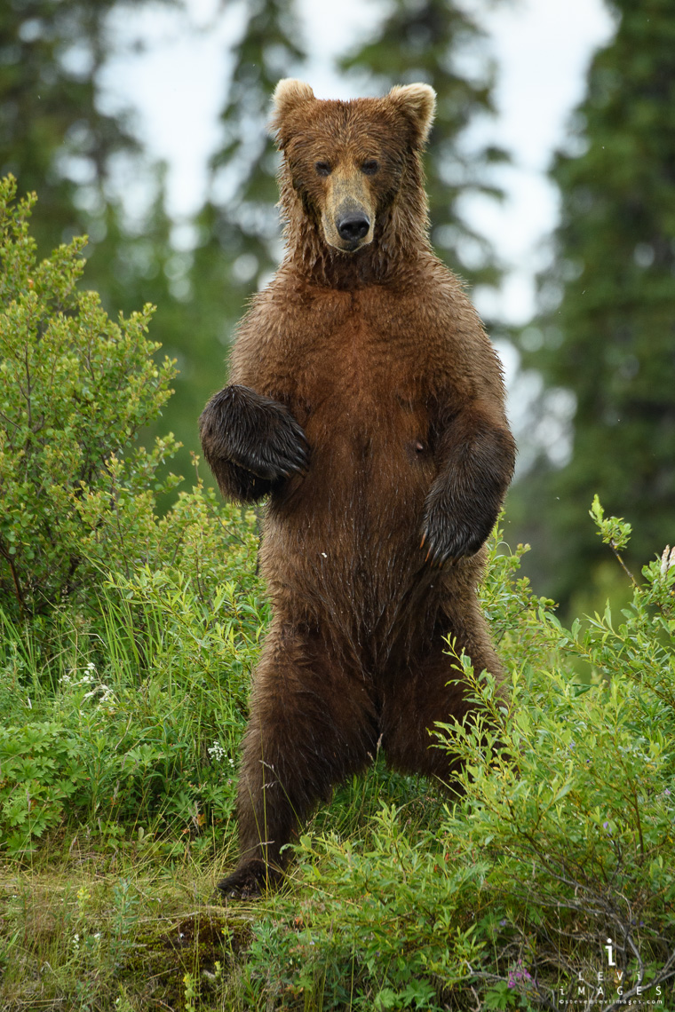 Brown bear (Ursus arctos) sow standing - vertical. Katmai, Alaska