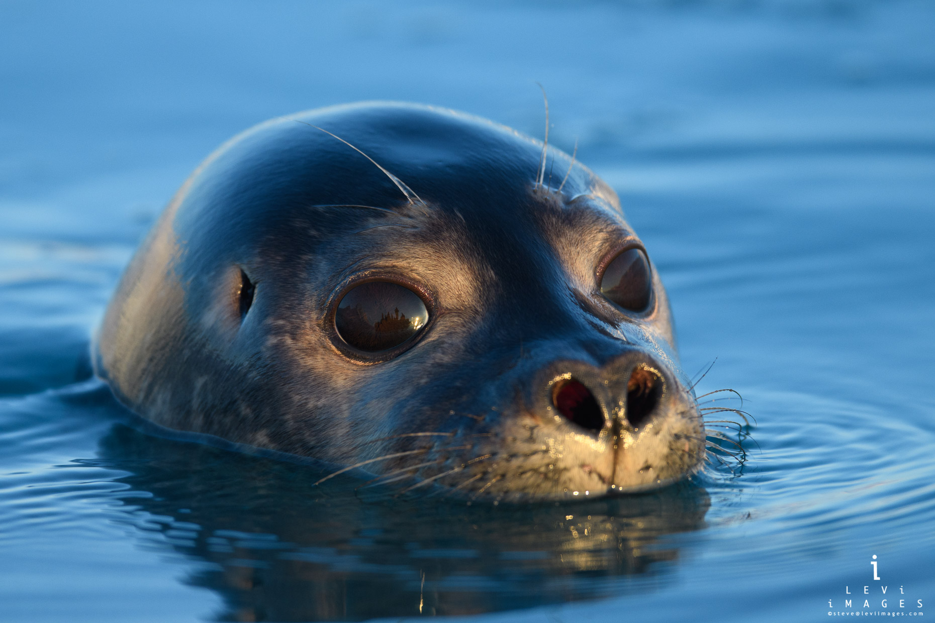 Harbor seal (Phoca vitulina) portrait at sunset close-up. Svalbard, Norway