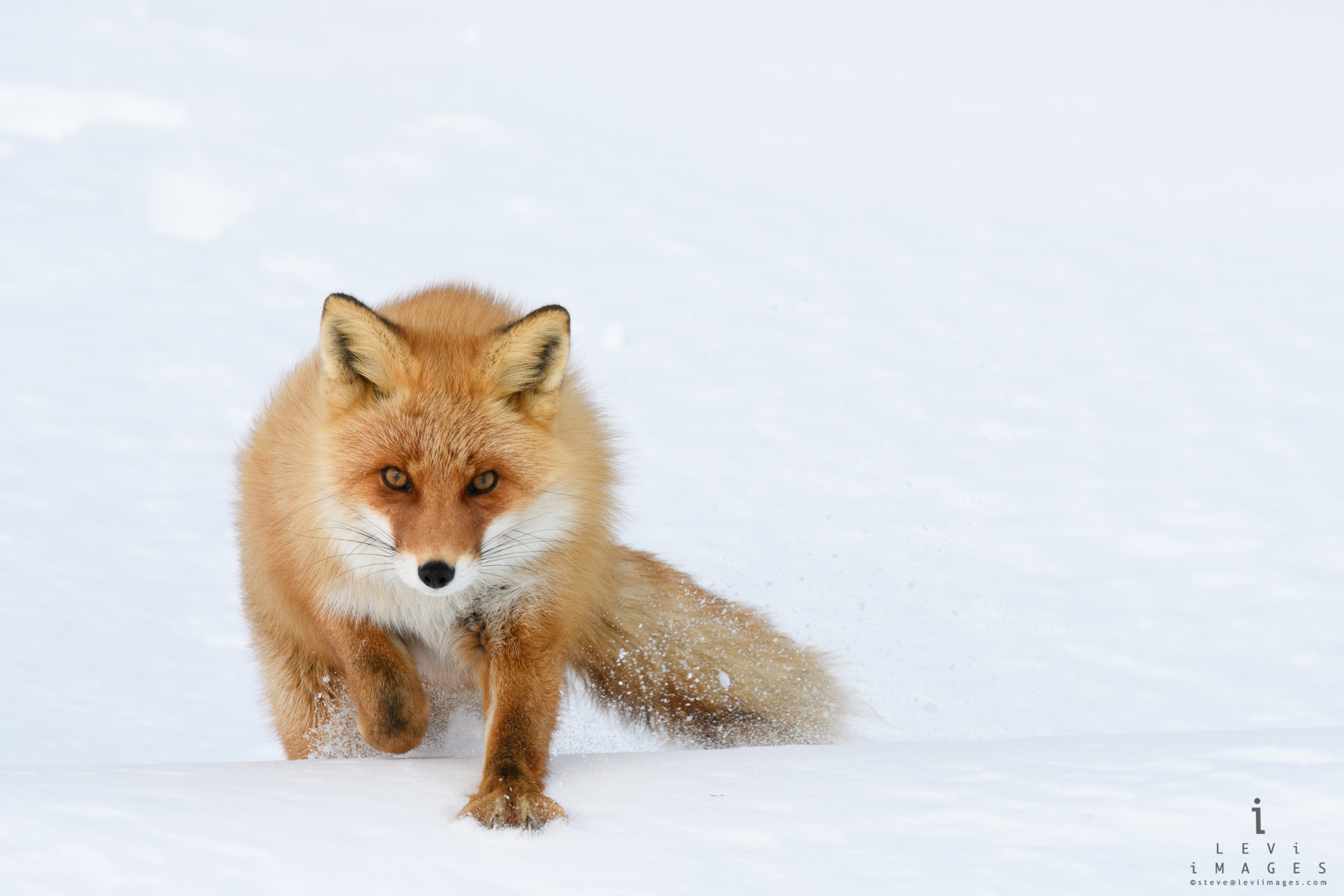 Hokkaido red fox (Vulpes vulpes) approaching. Japan