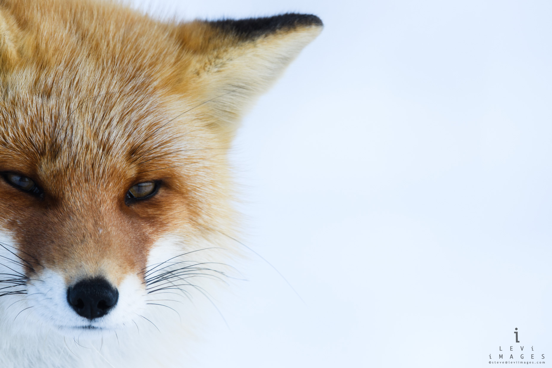 Hokkaido red fox (Vulpes vulpes)  poses sitting ion the snow. Japan