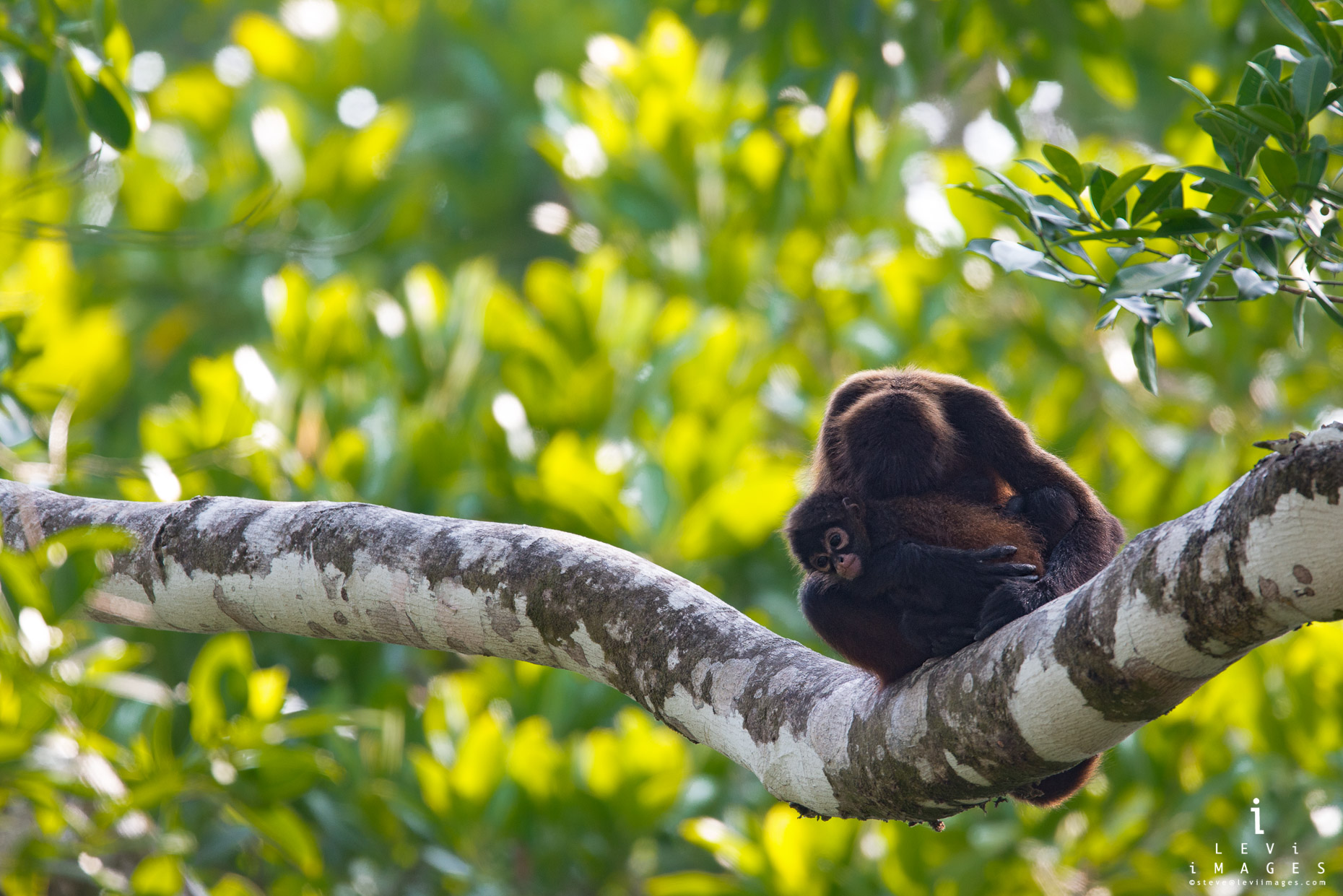 Mantled howler (Alouatta palliata) monkey sleeps on branch with baby in its arms. Osa Peninsula, Costa Rica