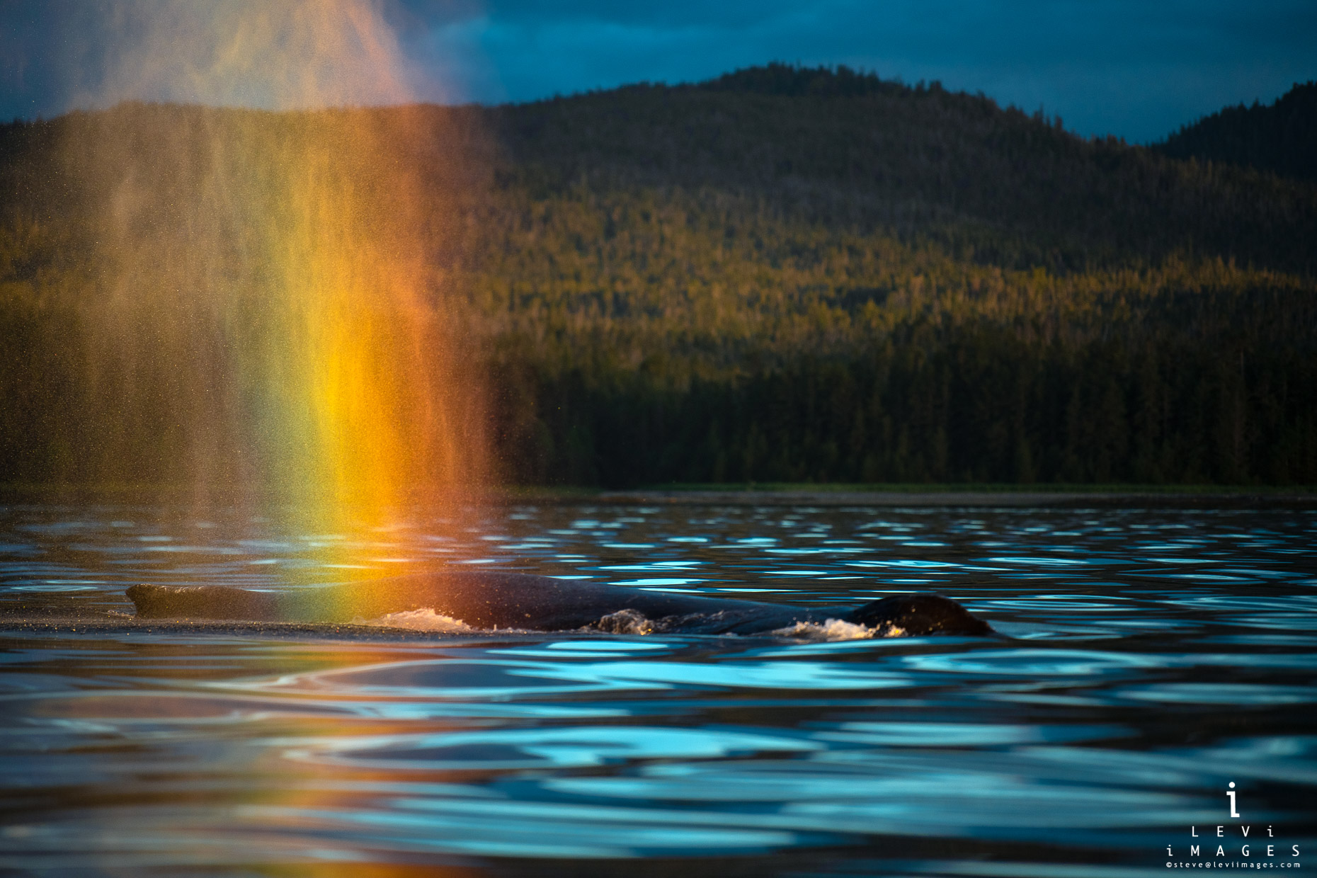 Rainbow Blow - Humpback Whale
