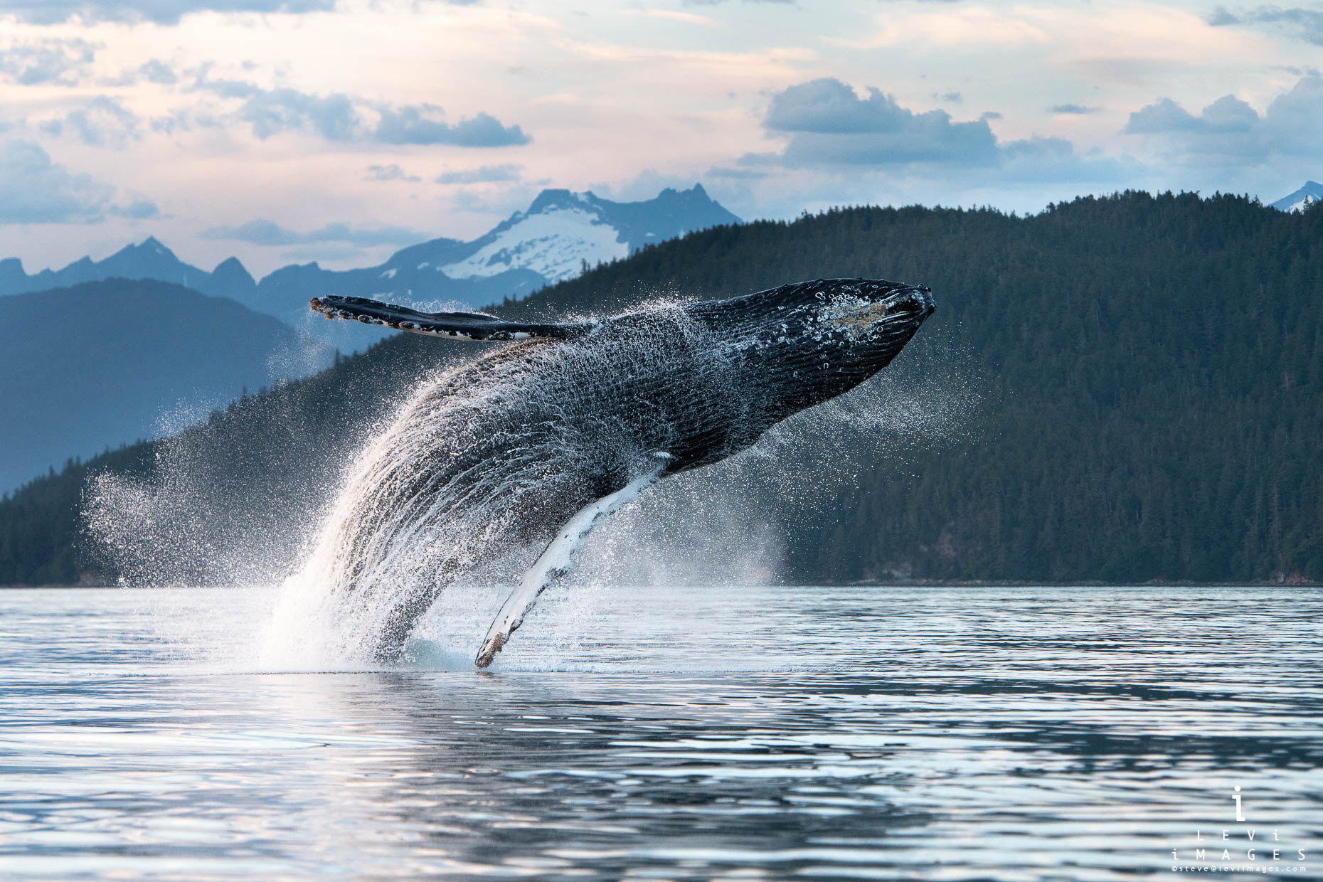 A humpback whale (Megaptera novaeangliae) breaches at dusk in front of ...