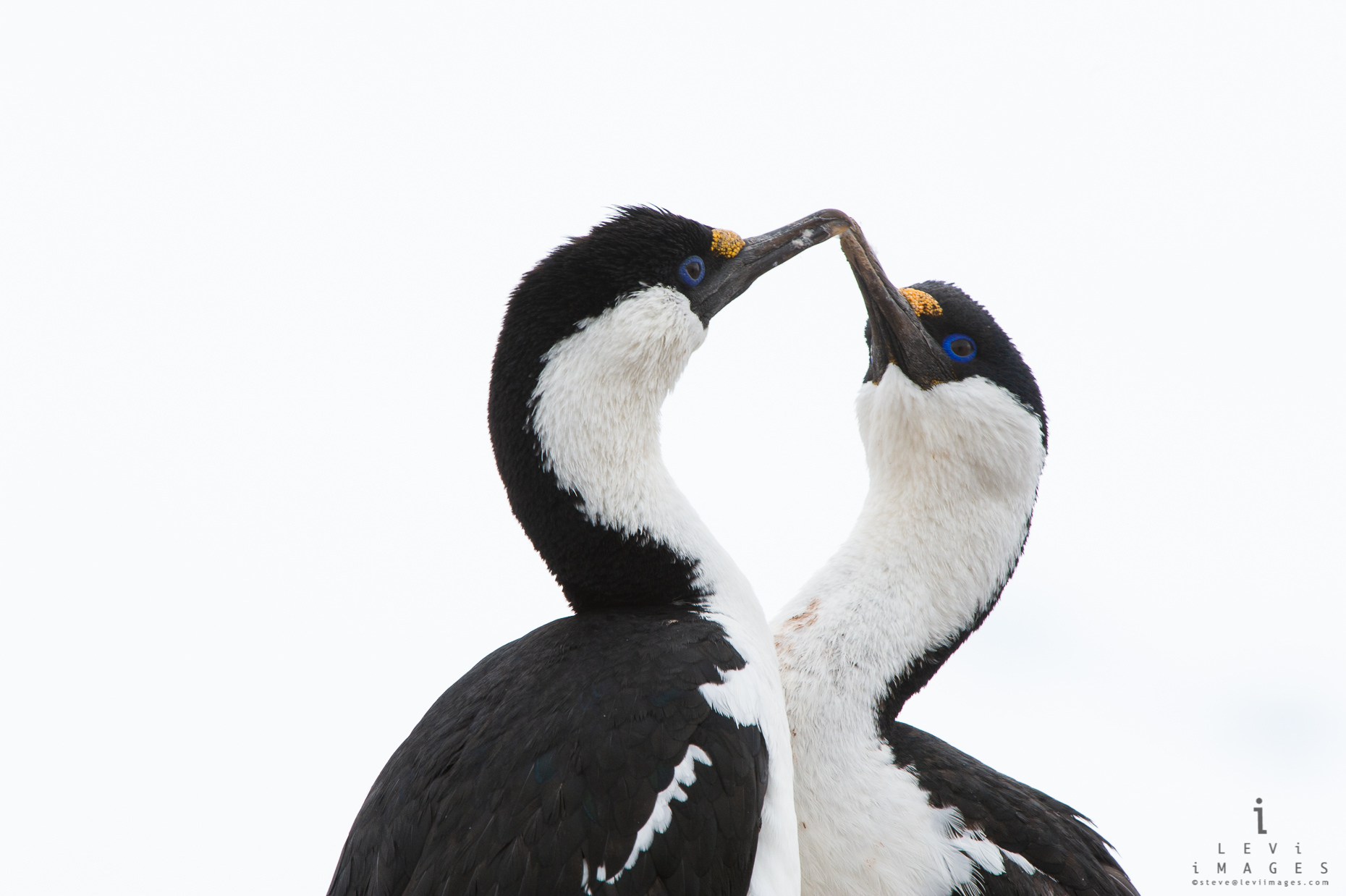 Imperial shag pair  (Leucocarbo atriceps) greeting. Antarctica
