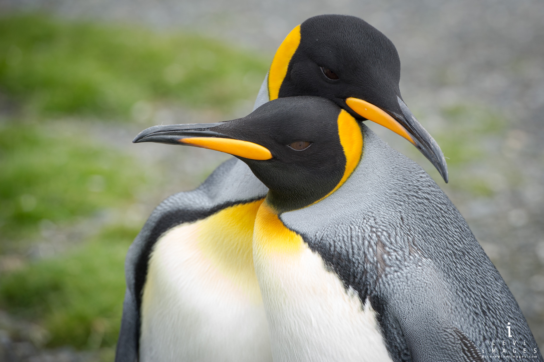 King penguin (Aptenodytes patagonicus) pair displaying courting behavior, South Georgia Island