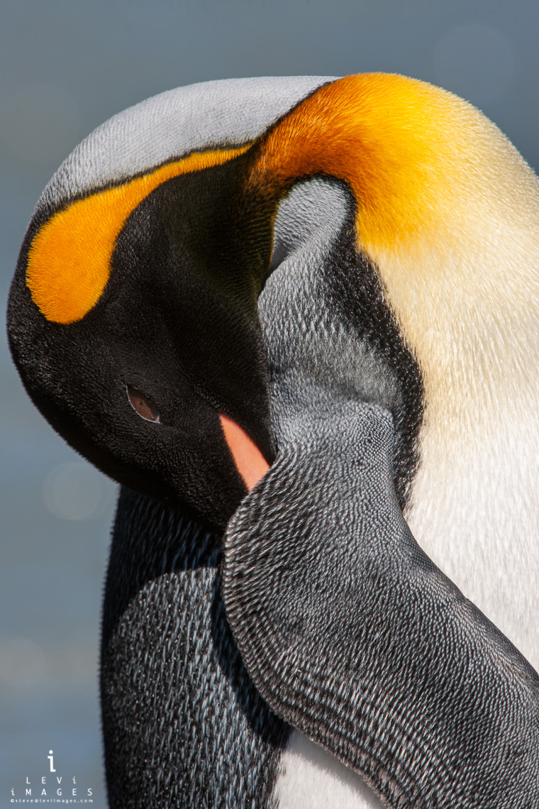 King penguin (Aptenodytes patagonicus) portrait – vertical. South Georgia Island