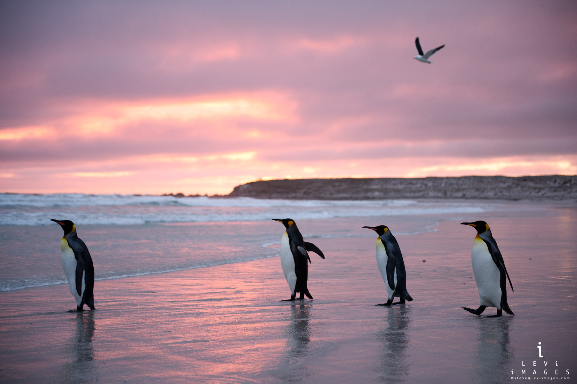 King penguins (Aptenodytes patagonicus) and bird on beach at sunrise. Volunteer Point, Falkland Islands