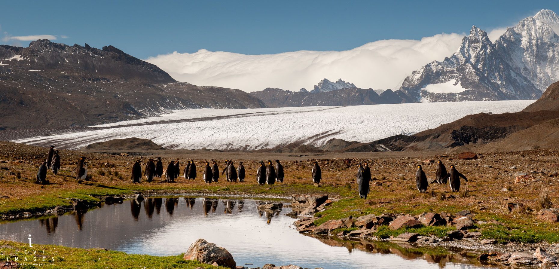 King penguins (Aptenodytes patagonicus) in frongt of glacier. Fortuna Bay, South Georgia Island