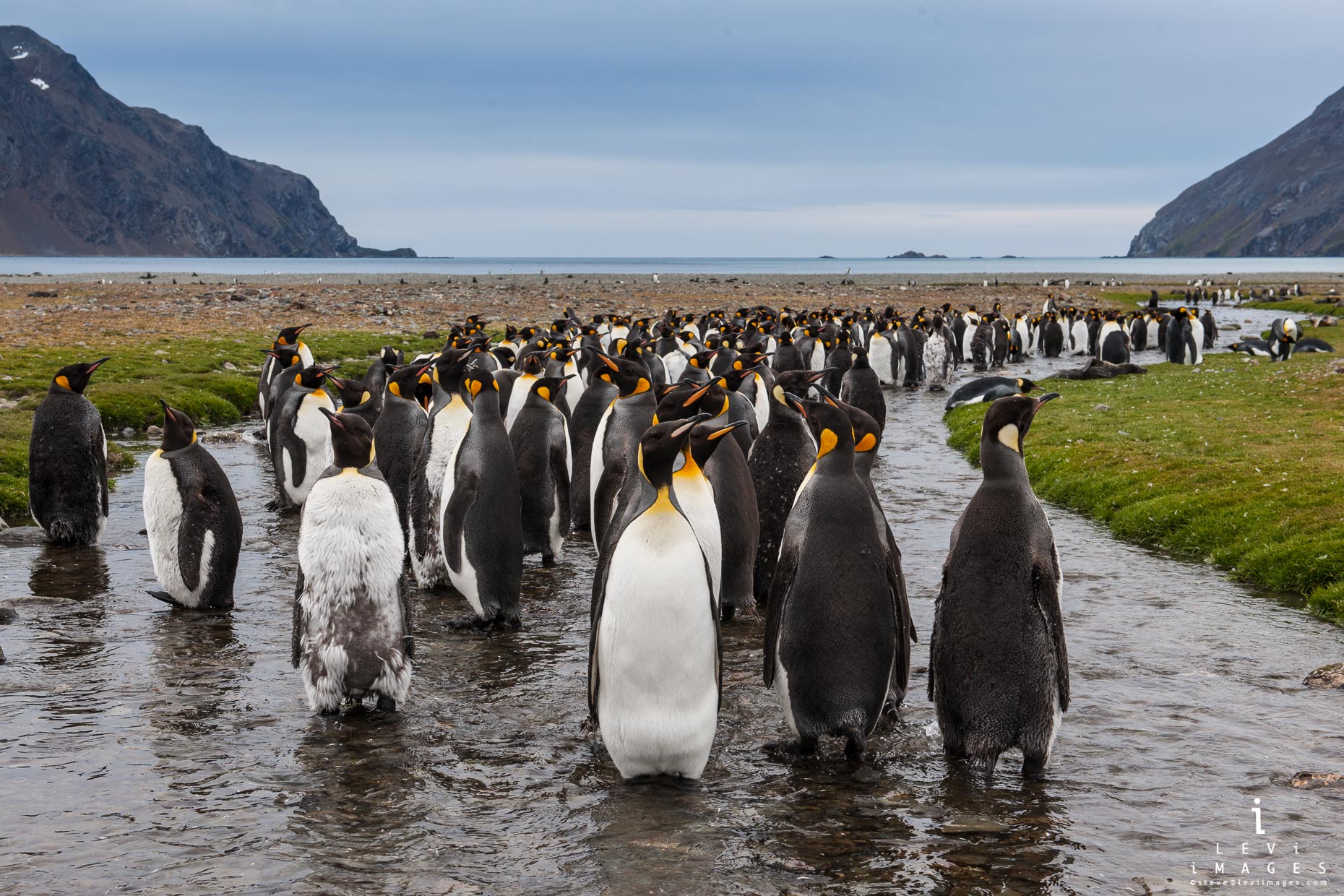 King penguins (Aptenodytes patagonicus). Saint Andrews Bay, South Georgia Island