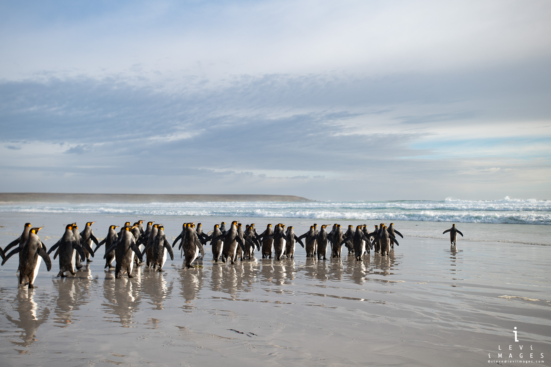 King penguins (Aptenodytes patagonicus) approach sea for early morning nourishment. Volunteer Point, Falkland Islands