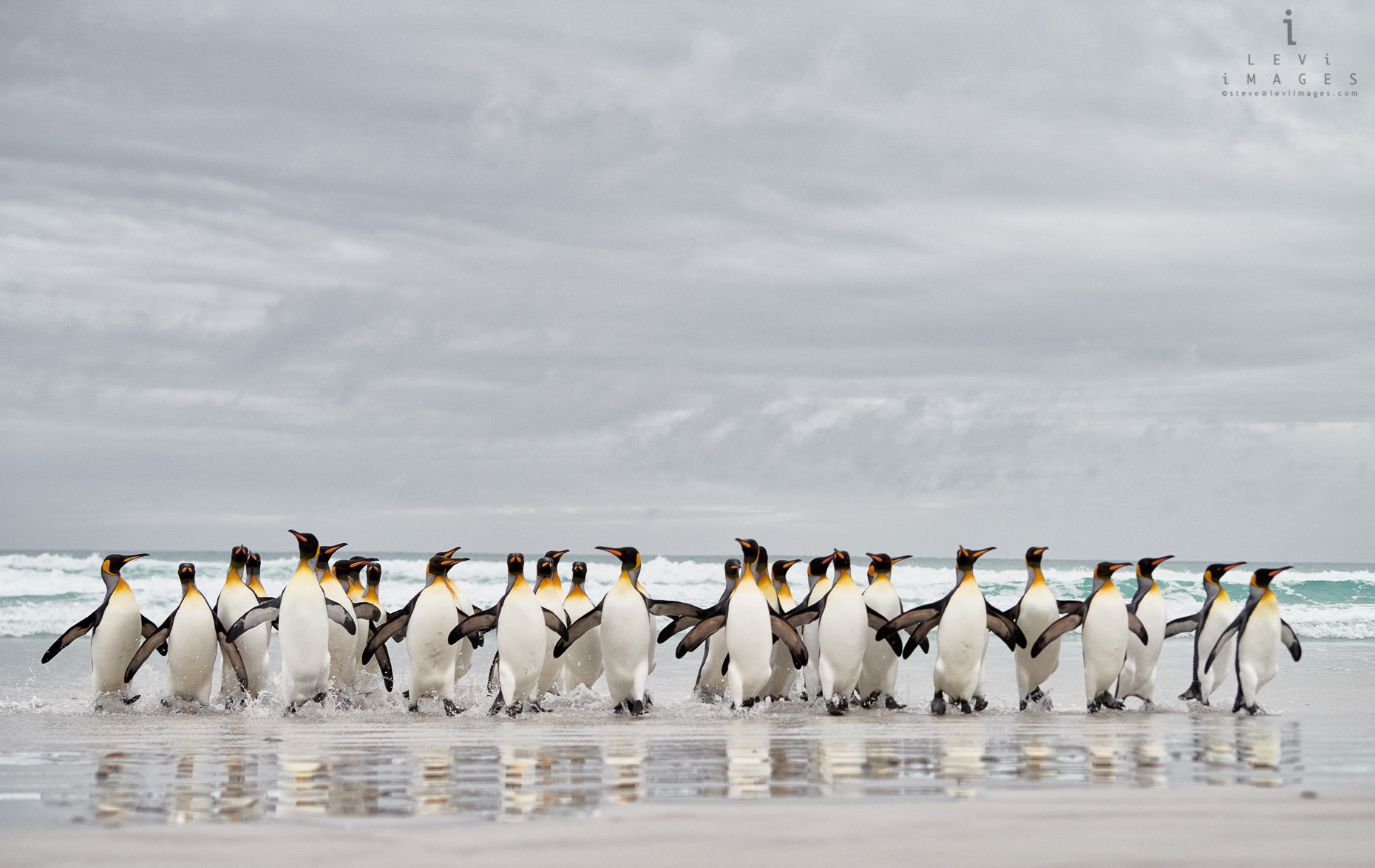 King penguins (Aptenodytes patagonicus) returning from sea with beach reflection. Volunteer Point, Falkland Islands