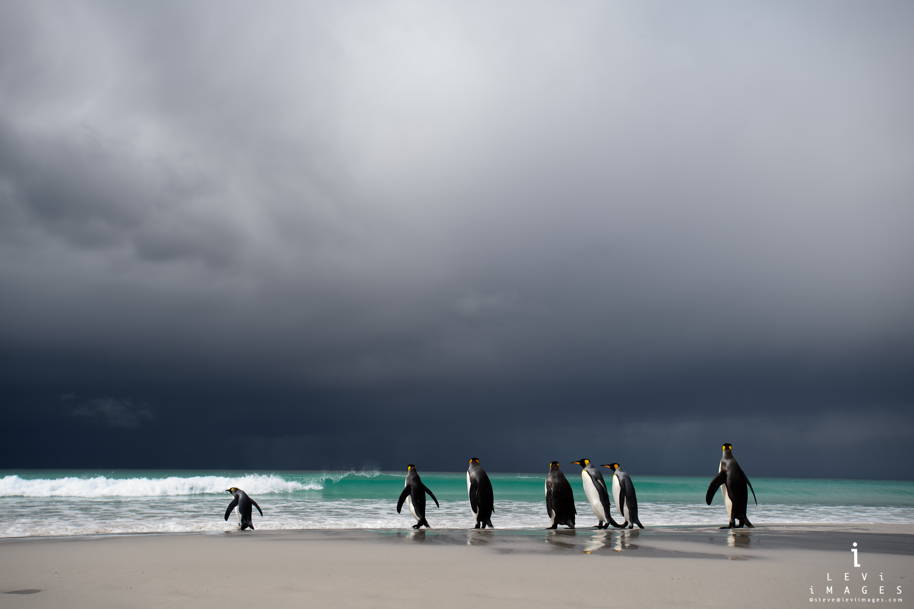 Into the Storm. King penguins (Aptenodytes patagonicus) entering the sea. Falkland Islands