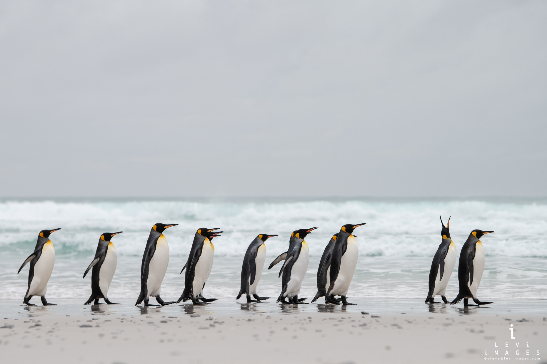 Penguins Walking Gifs Find Share On Giphy 