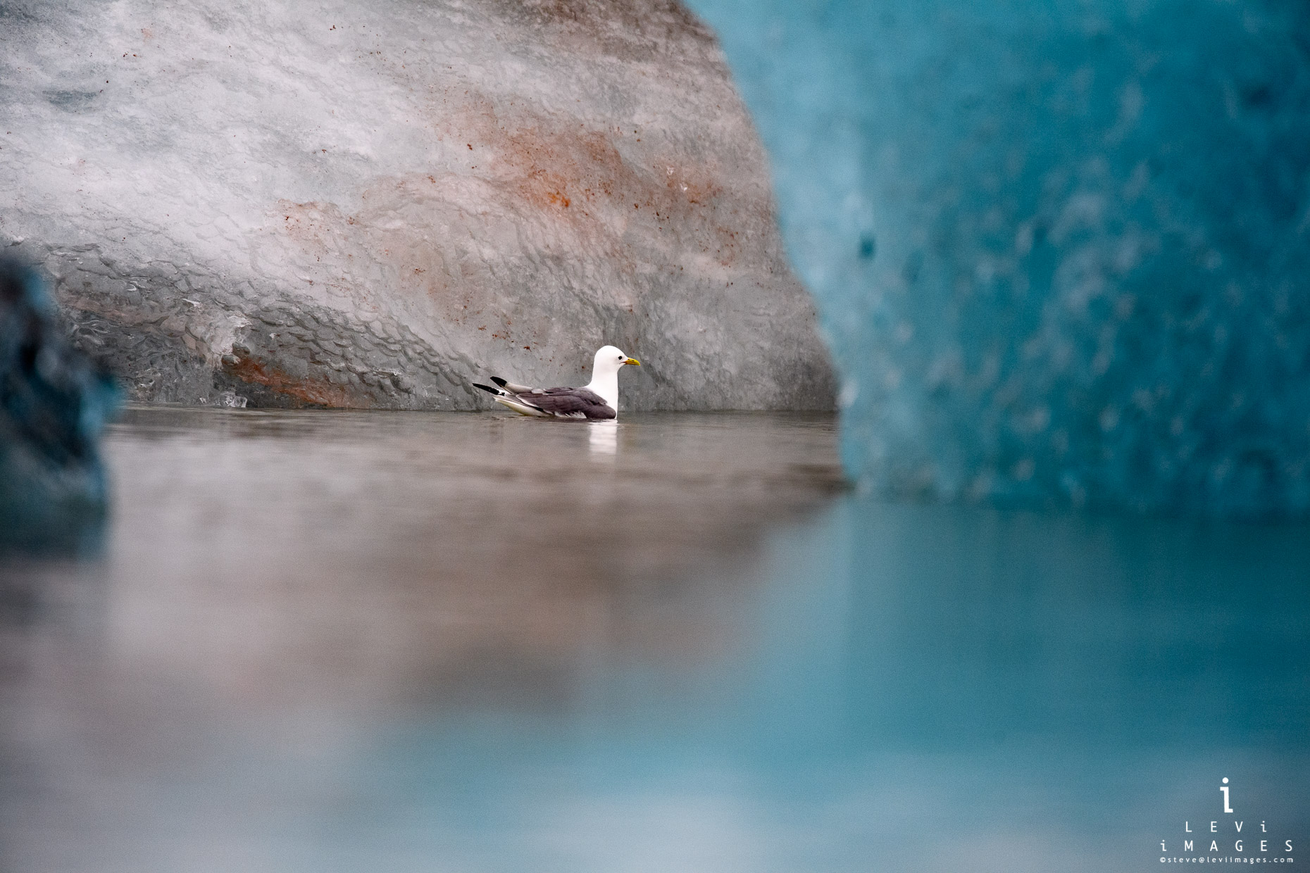 Kittiwake (genus Rissa) swims inside lichen-covered remains of iceberg. Svalbard, Norway