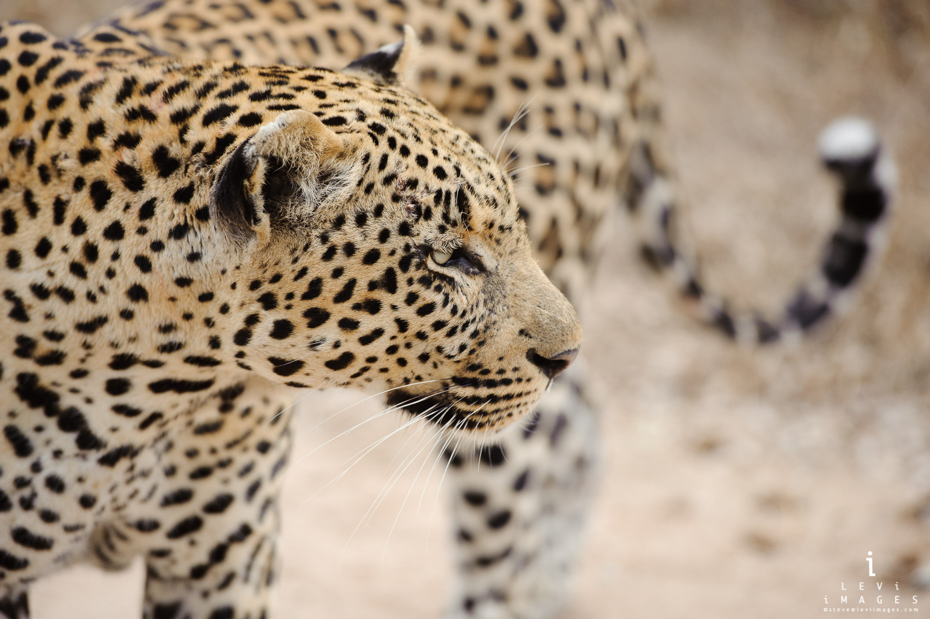 Leopard (Panthera pardus) and tail, Okavango Delta, Botswana