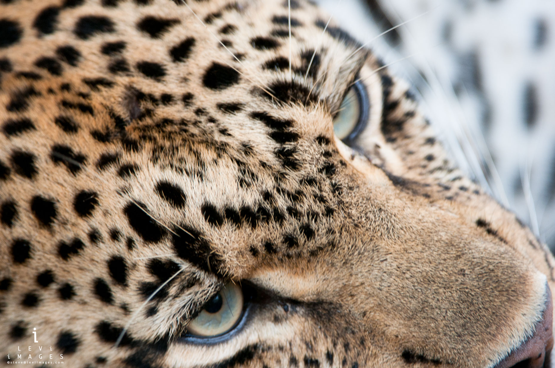 Portrait of leopard (Panthera pardus) face, close up. South Africa