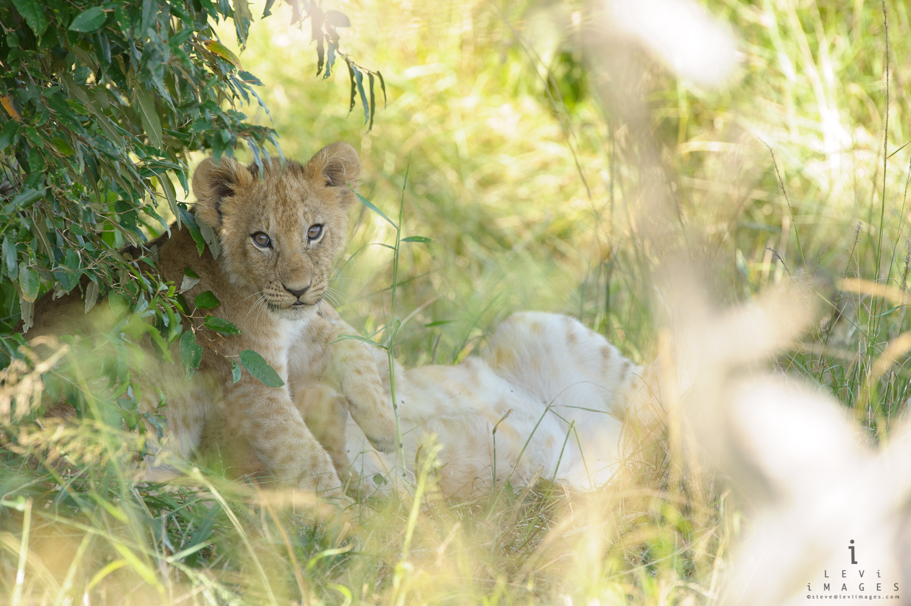 Lion (Panthera leo) cub looks out from the bush, Maasai Mara