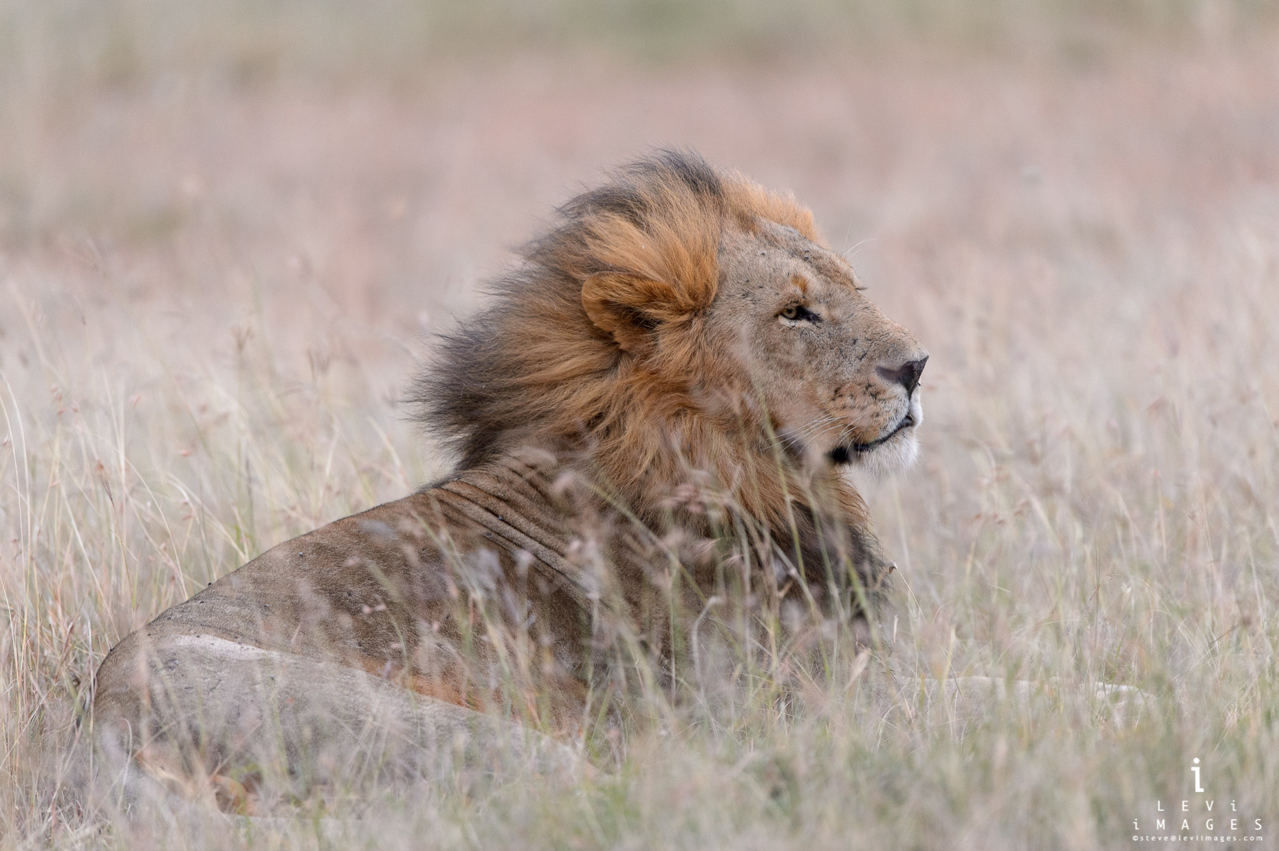Lion (Panthera leo) rests at dusk, Maasai Mara Kenya
