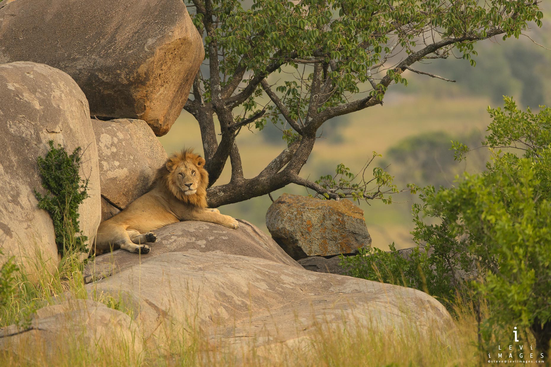 Male Lion (Panthera leo) rests on Kopje rocks in golden light. Serengeti, Africa