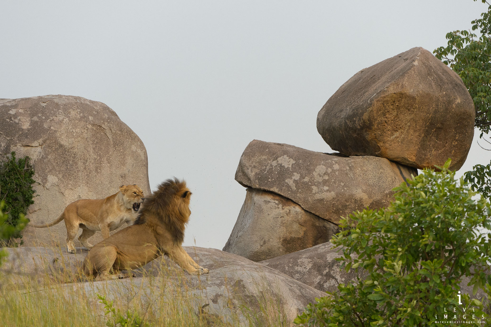 Lioness (Panthera leo) snarls at lion kopje rocks. Africa