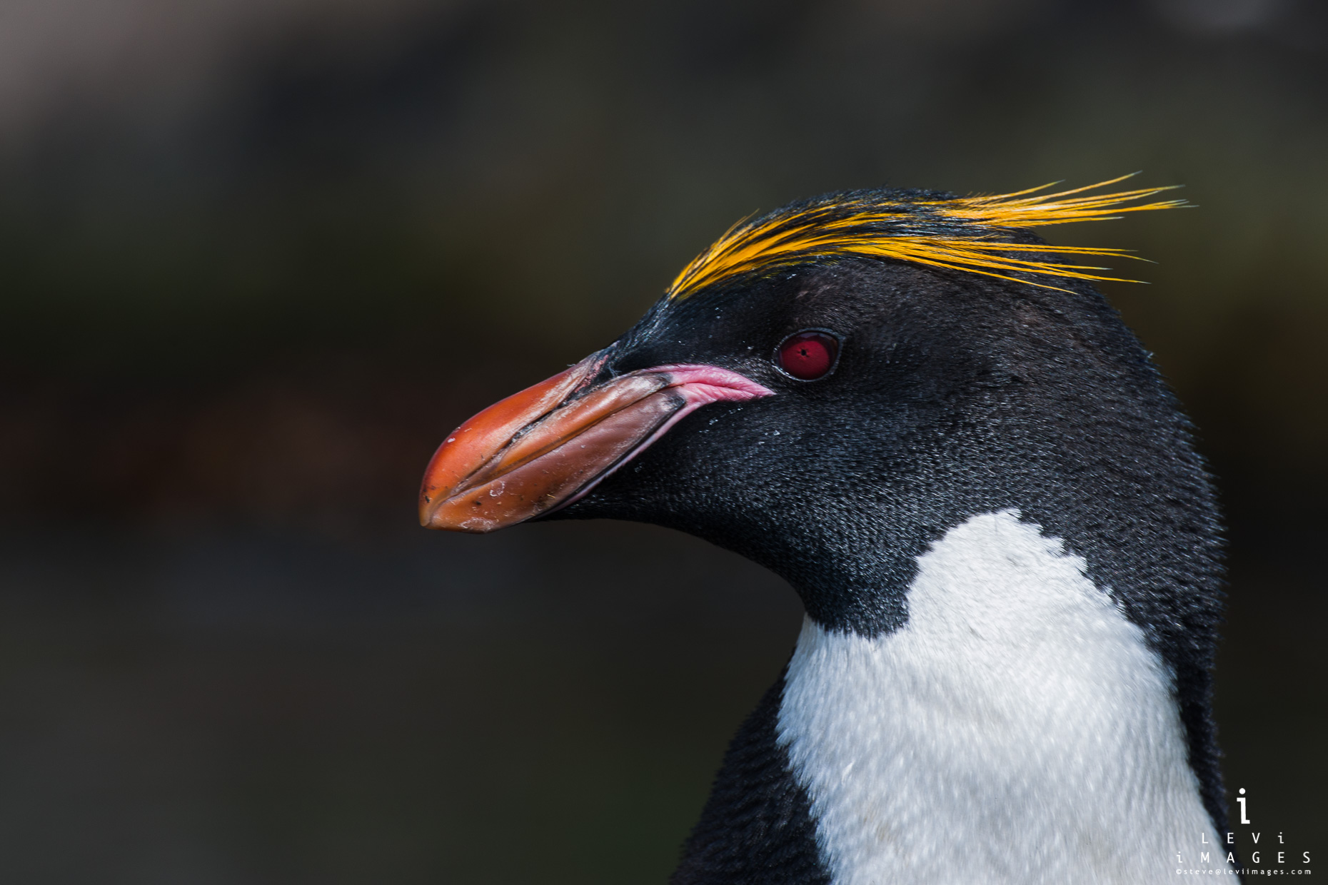 Macaroni penguin (Eudyptes chrysolophus) headshot - close-up. South Georgia Island