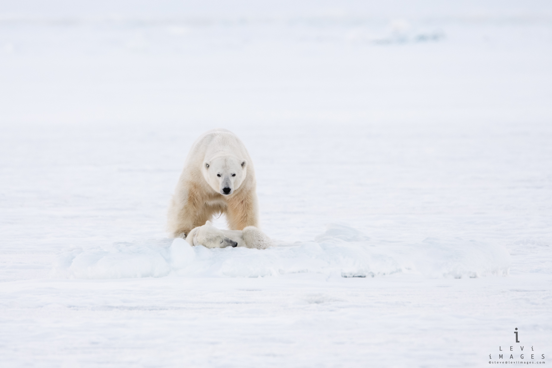 Male Polar bear (Ursus maritimus) stands watch over sleeping mate. Svalbard, Norway