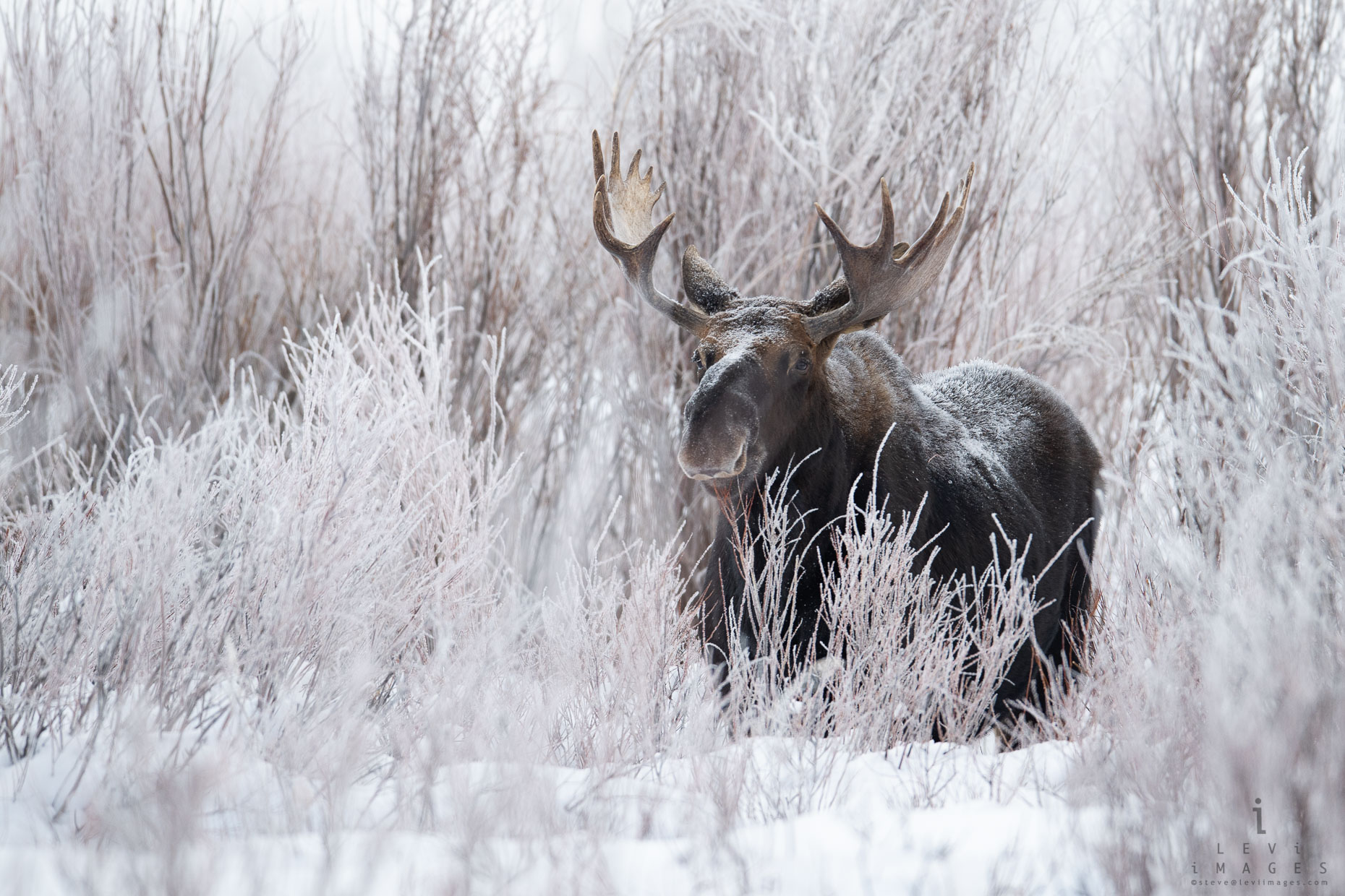 Moose in willows covered with hoarfrost