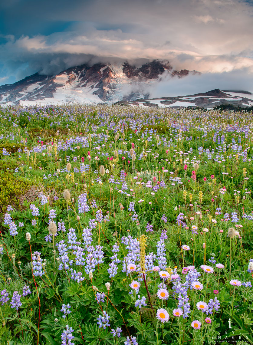 Wild flower field are blooming in front of Mount Rainier.  Mount Rainier National Park, Washinton