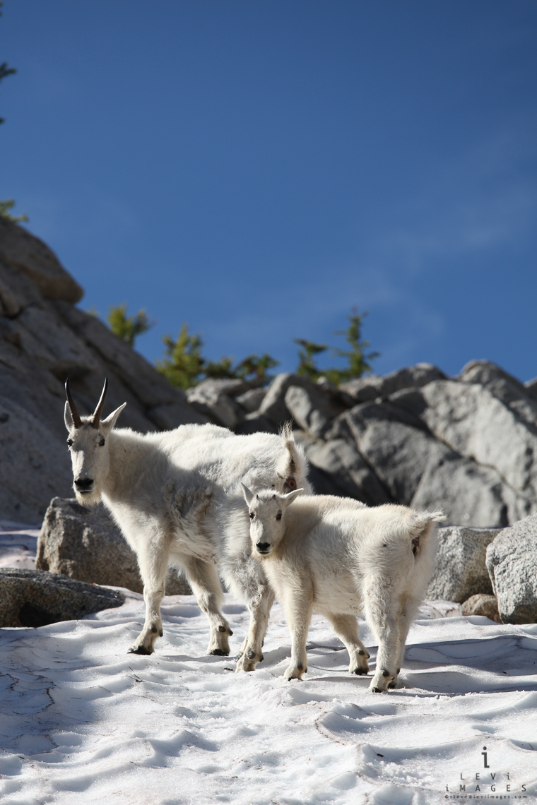 Mountain goat (Oreamnos americanus) and kid on snow and rocks. The Enchantments, Washington, USA